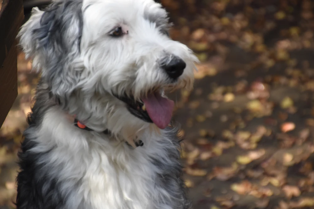 Bearded Collie, photo 5