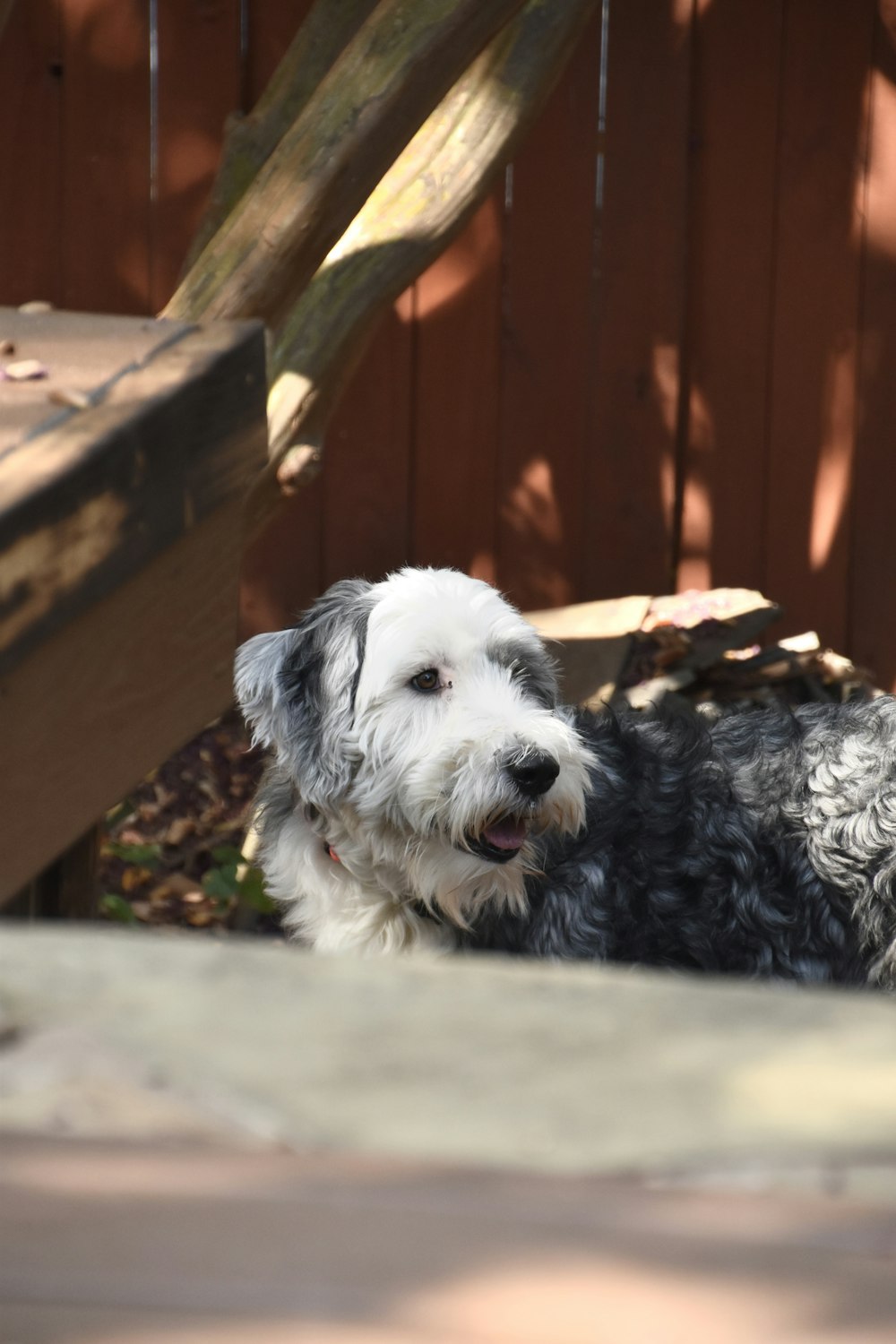 a dog lying on a stone ledge