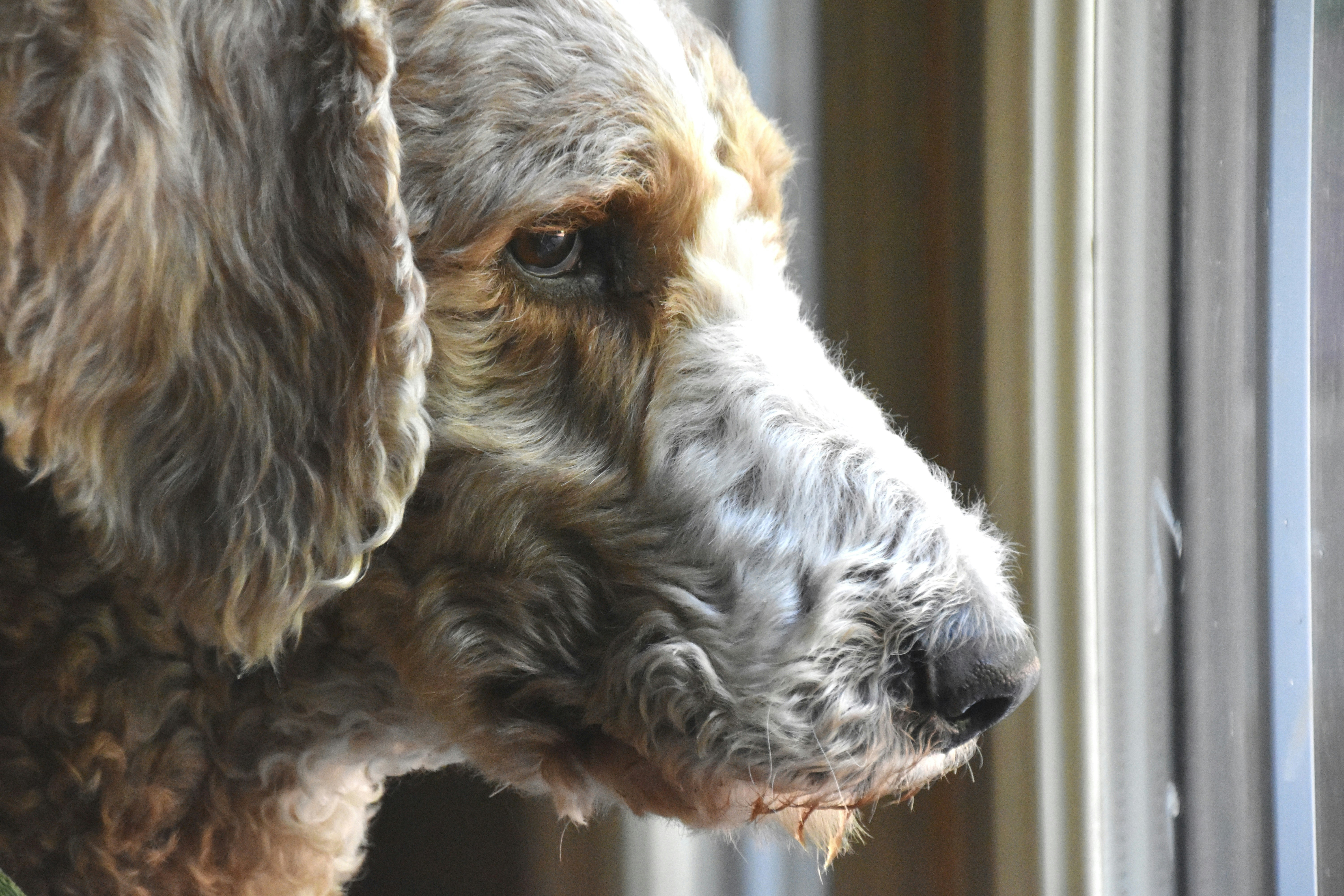 a dog looking out a window