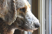 a dog looking out a window