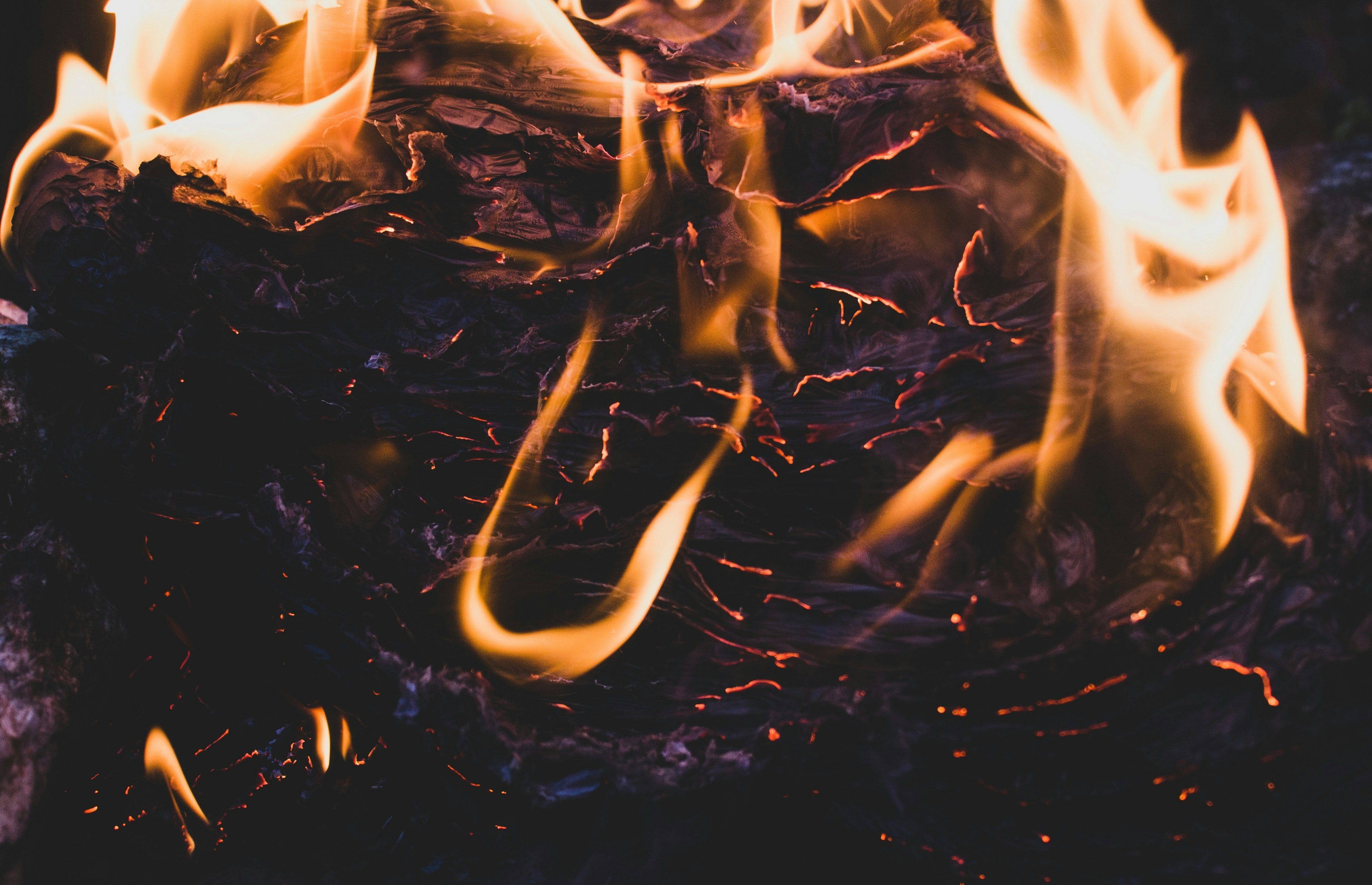 The Underground Economy: Soil Life After Fire (image credits: unsplash)