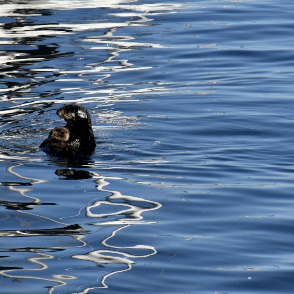 a couple of ducks swimming in water