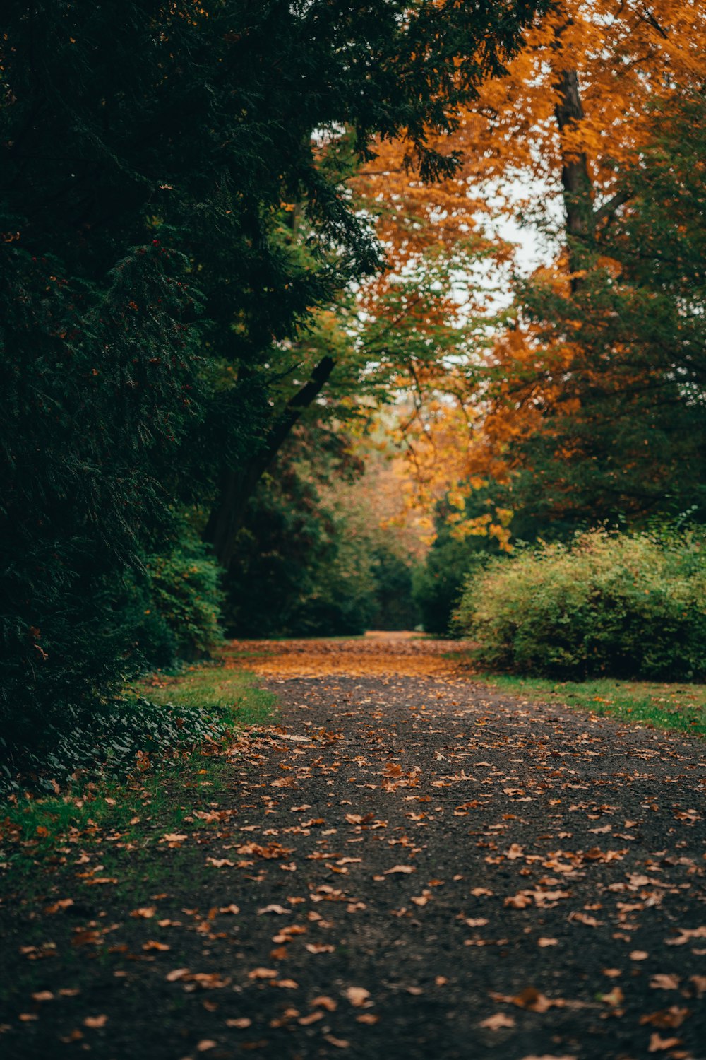 a path with trees on either side