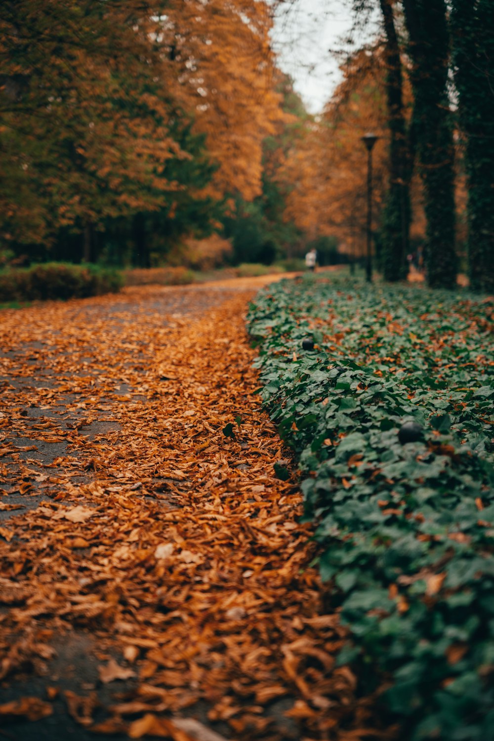 a path in a forest