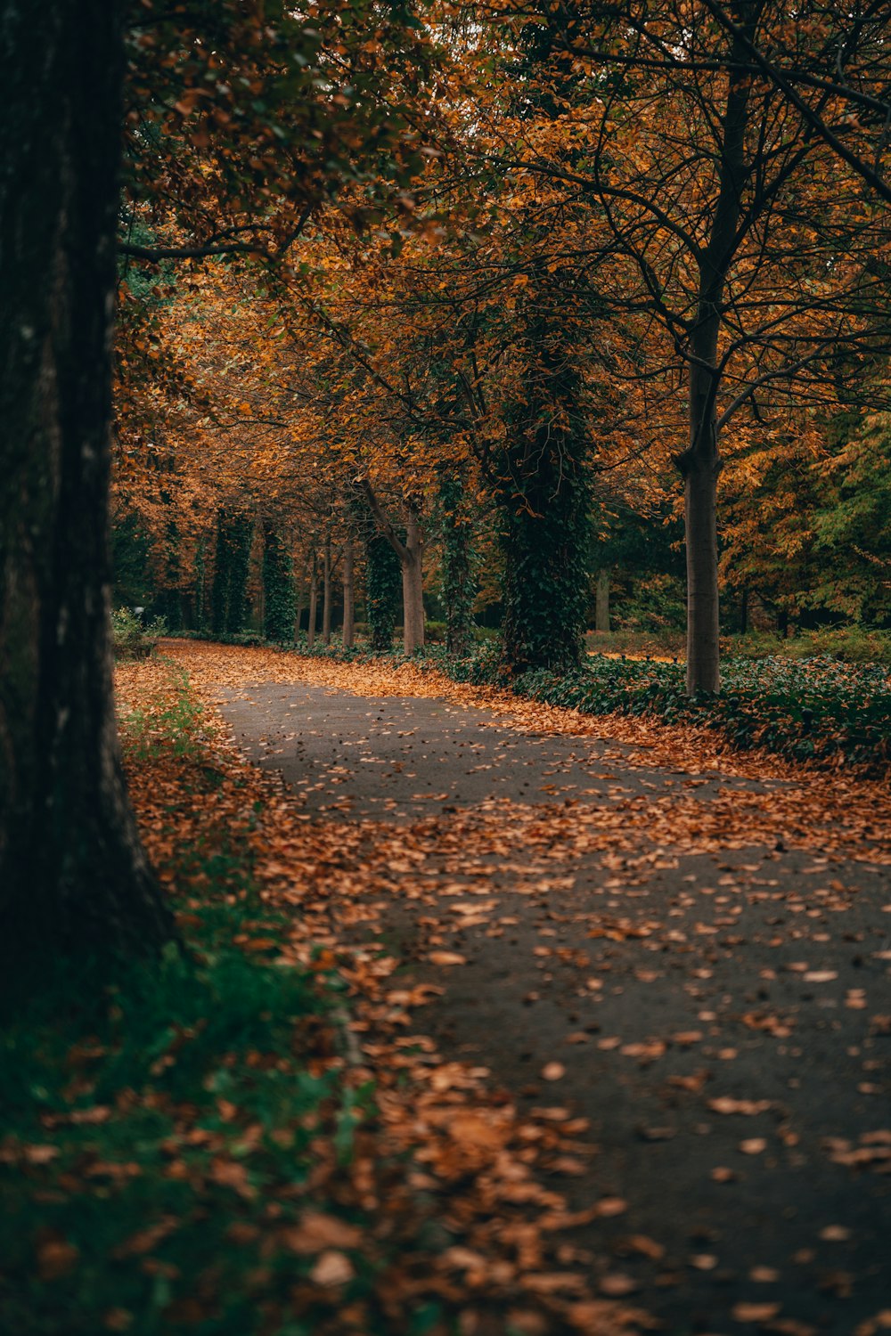 a path with trees on either side