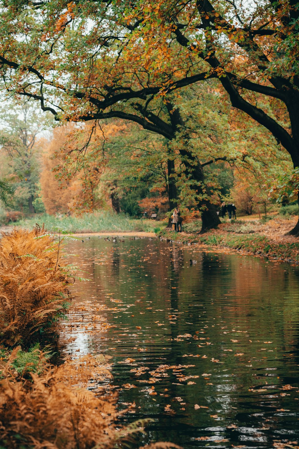 a river with trees around it