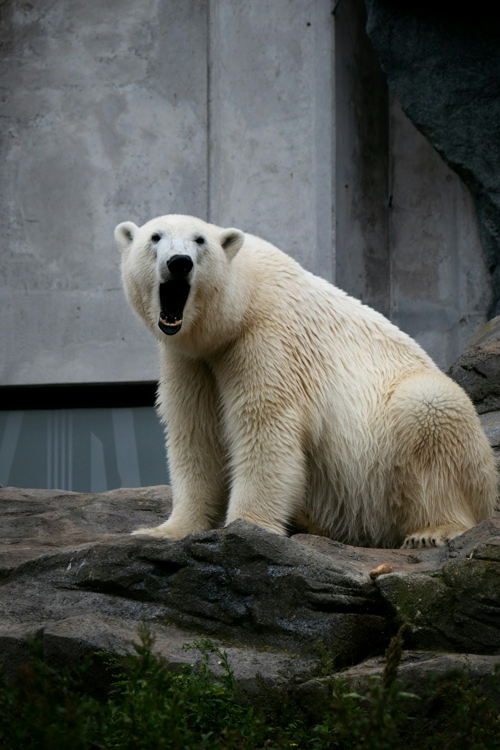 a polar bear in an enclosure
