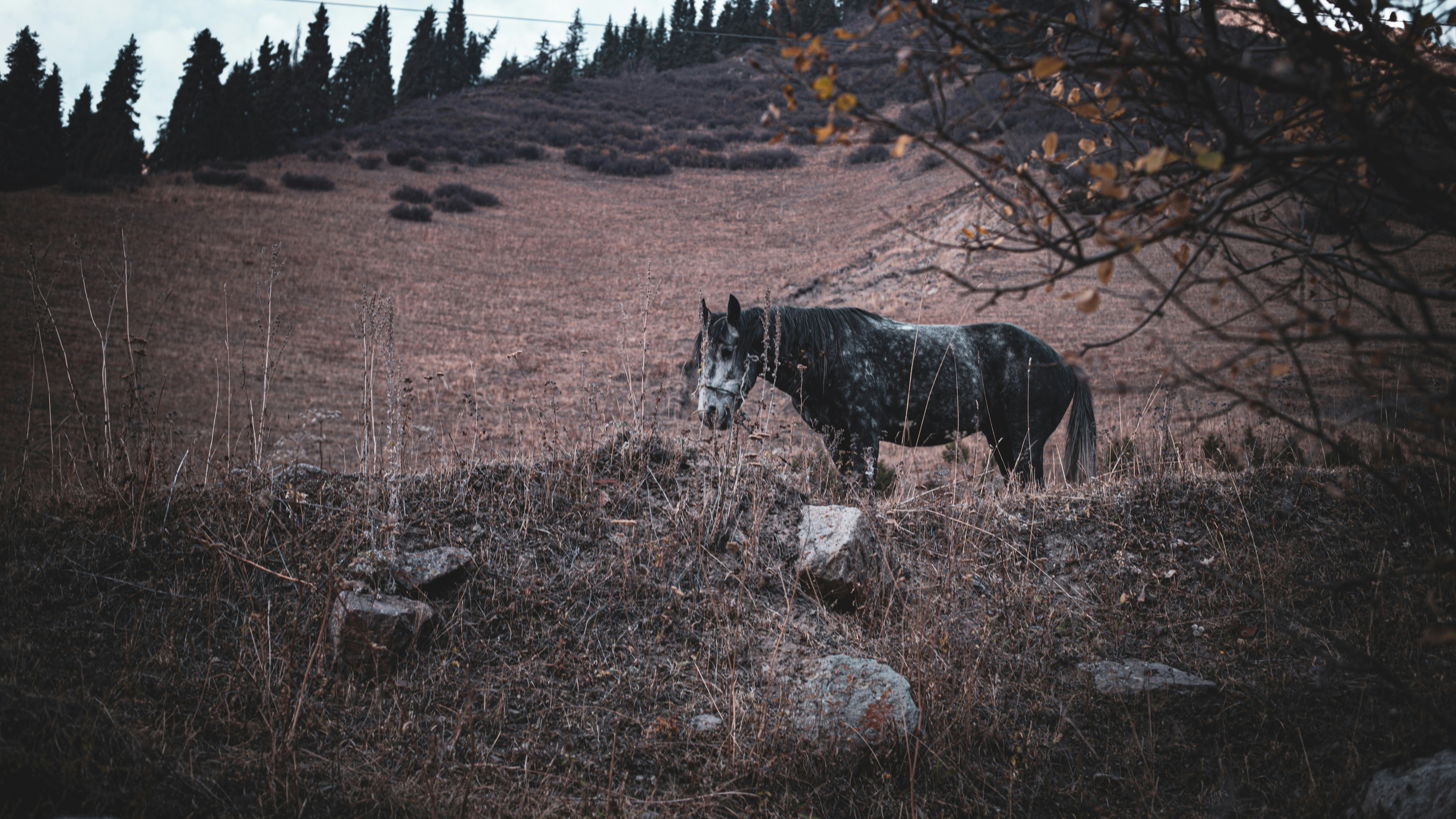 a horse standing in a field