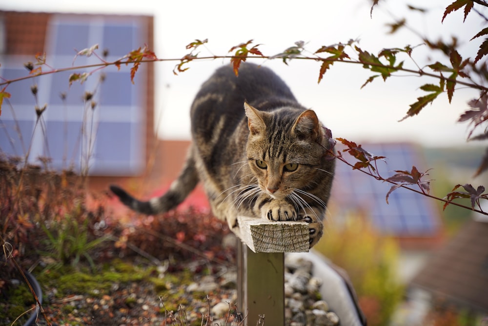 a cat sitting on a bird feeder