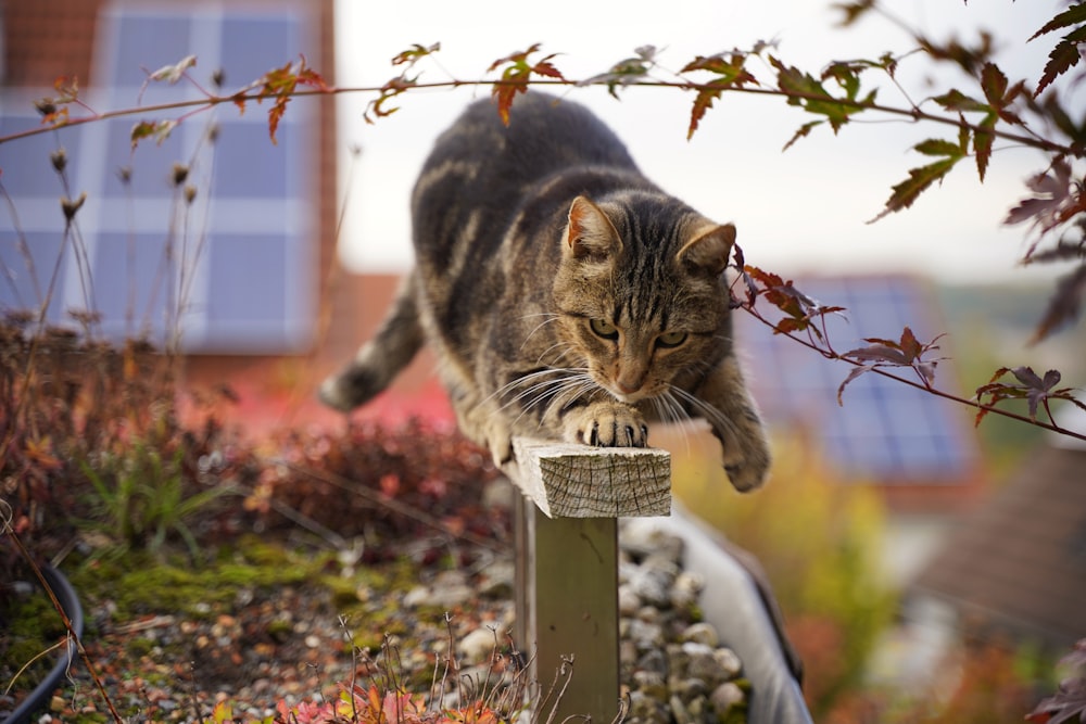 a cat on a post