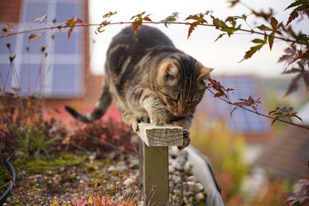 a cat on a post