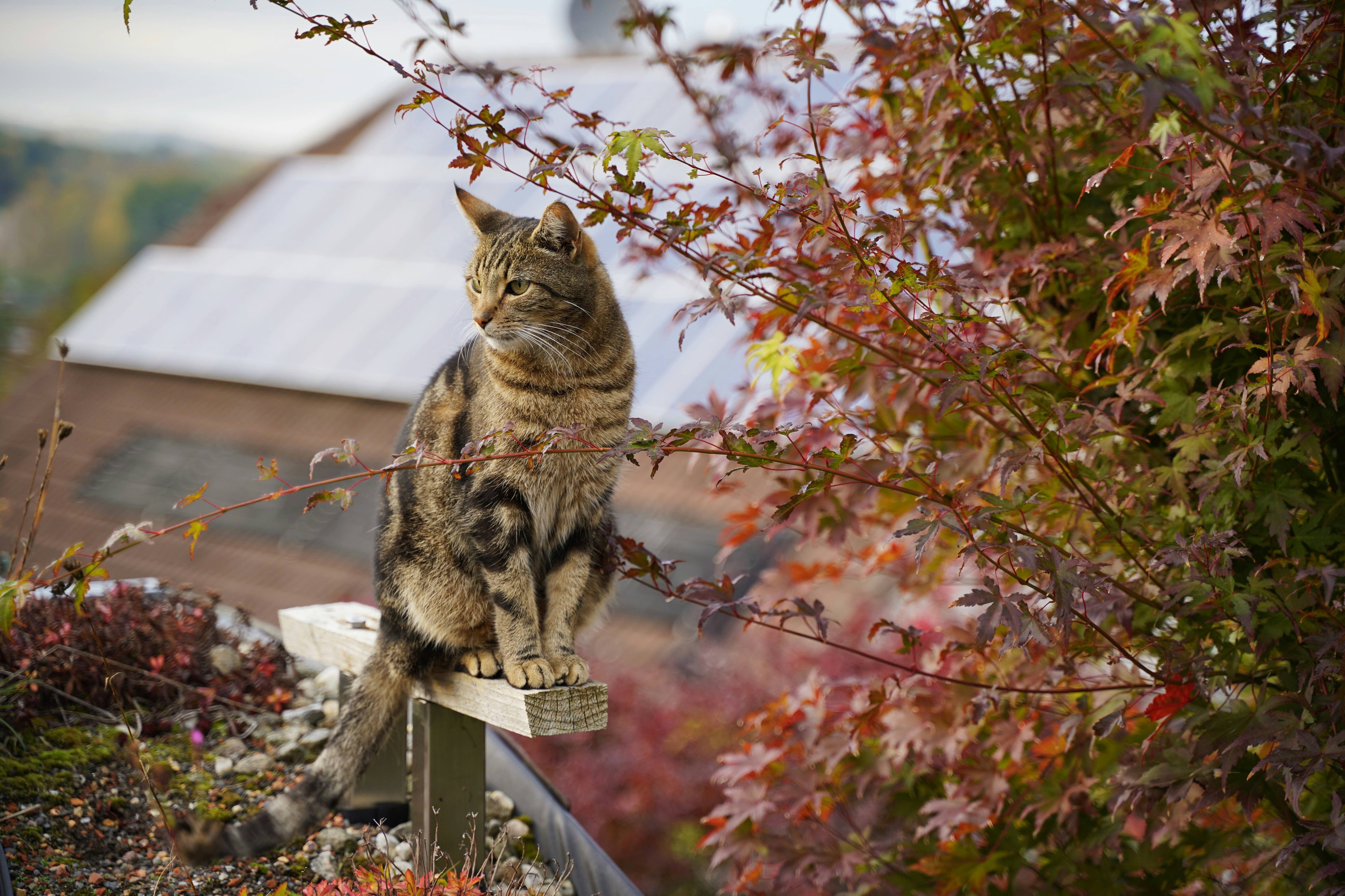 a cat sitting on a bench