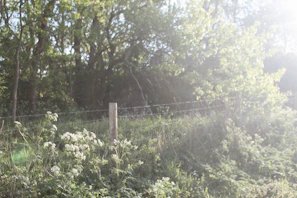 Soft morning light filtering through ancient woods surrounding the farm sanctuary
