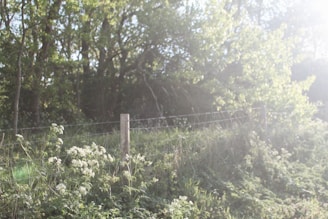 A serene outdoor scene with sunlight filtering through cotton plants in a sustainable farm.