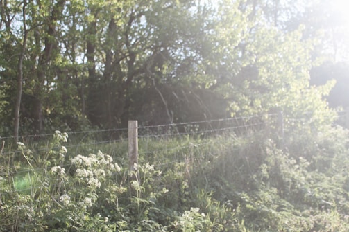 A peaceful scene of the animal sanctuary with sunlight filtering through the trees.