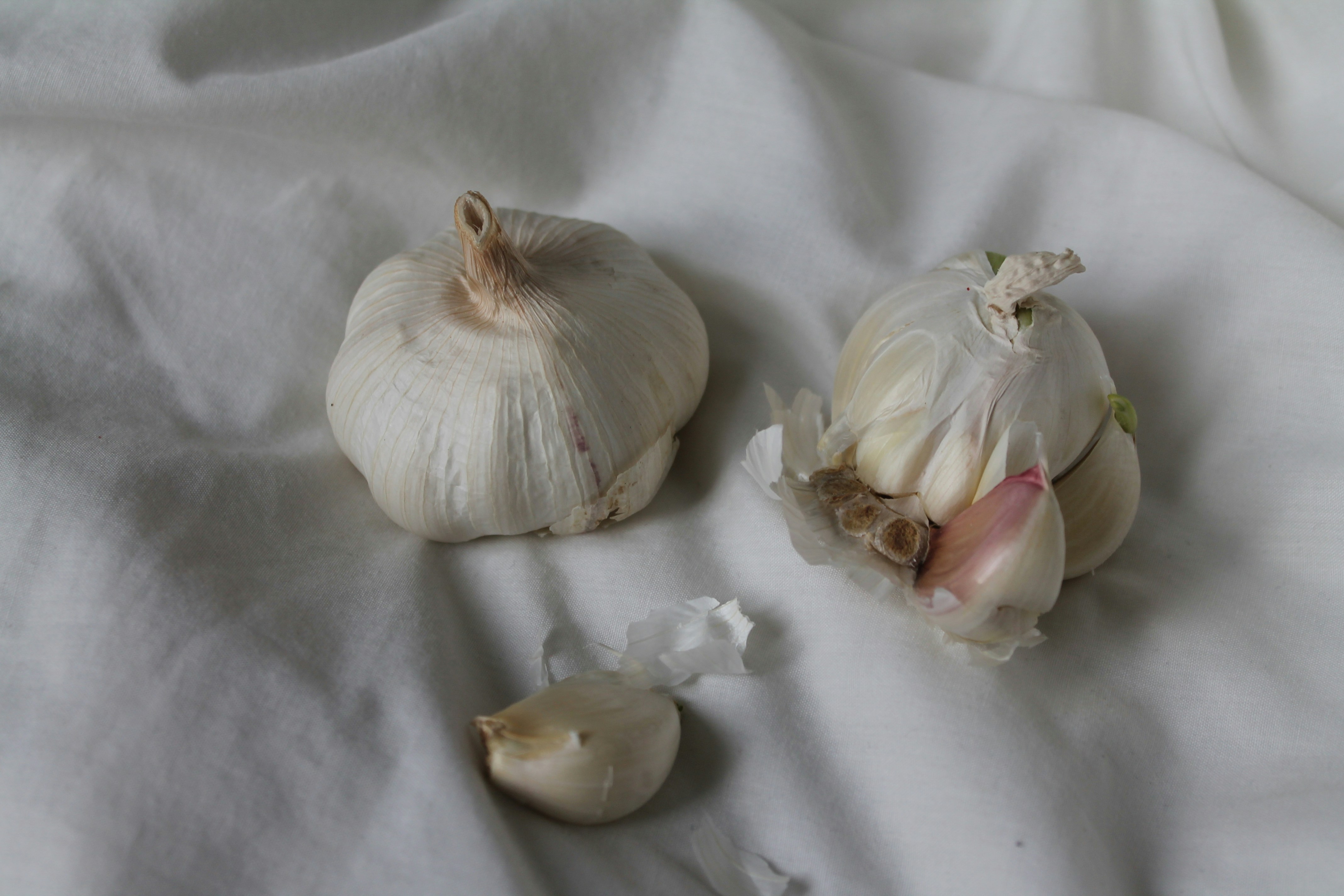 Penanaman Bawang Putih