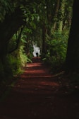a person walking on a path in a forest