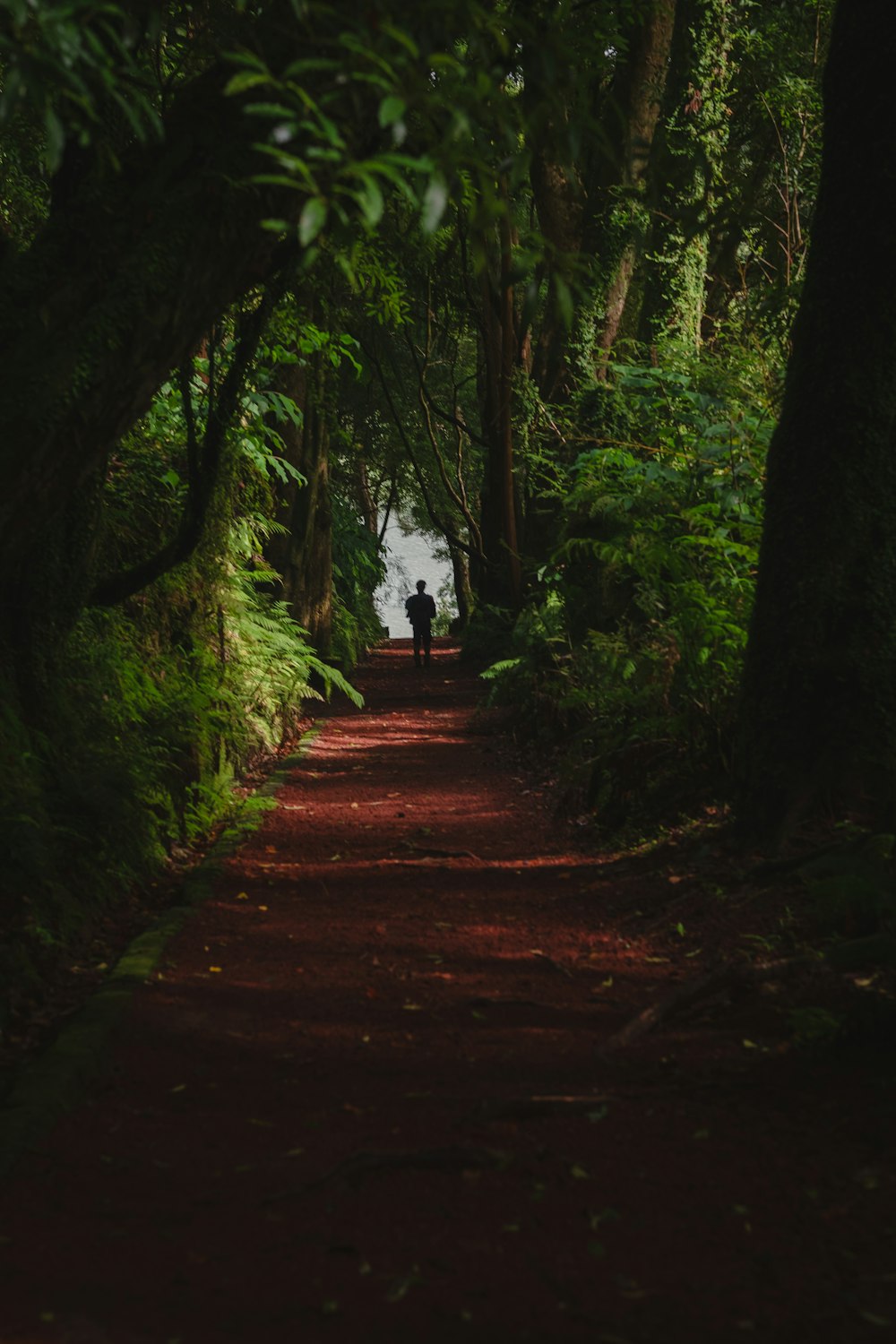 a person walking on a path in a forest