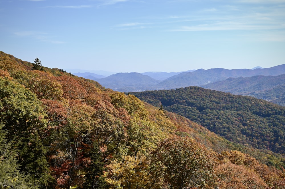 a landscape with trees and mountains in the background