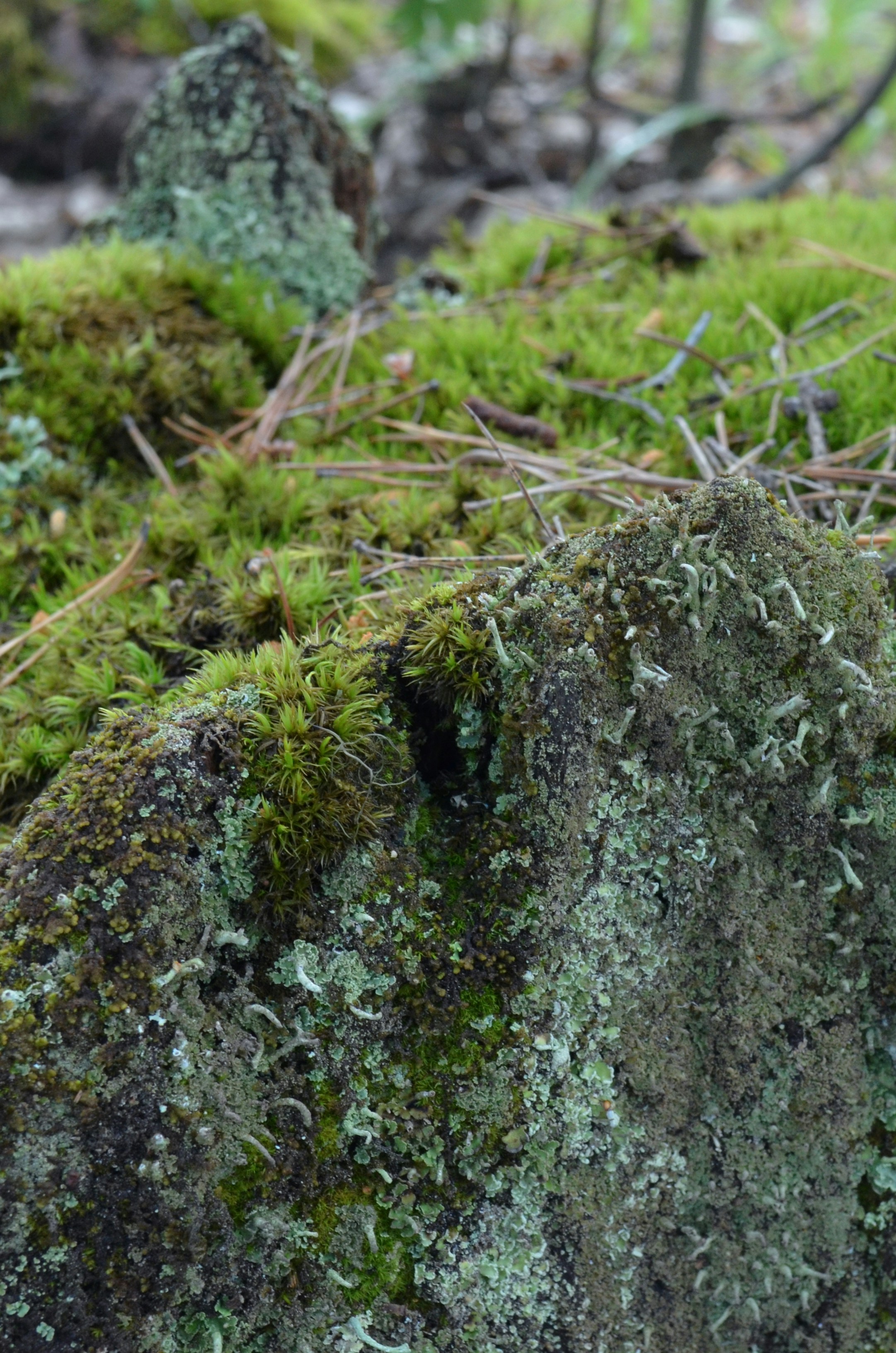 Photo by lenakonstance