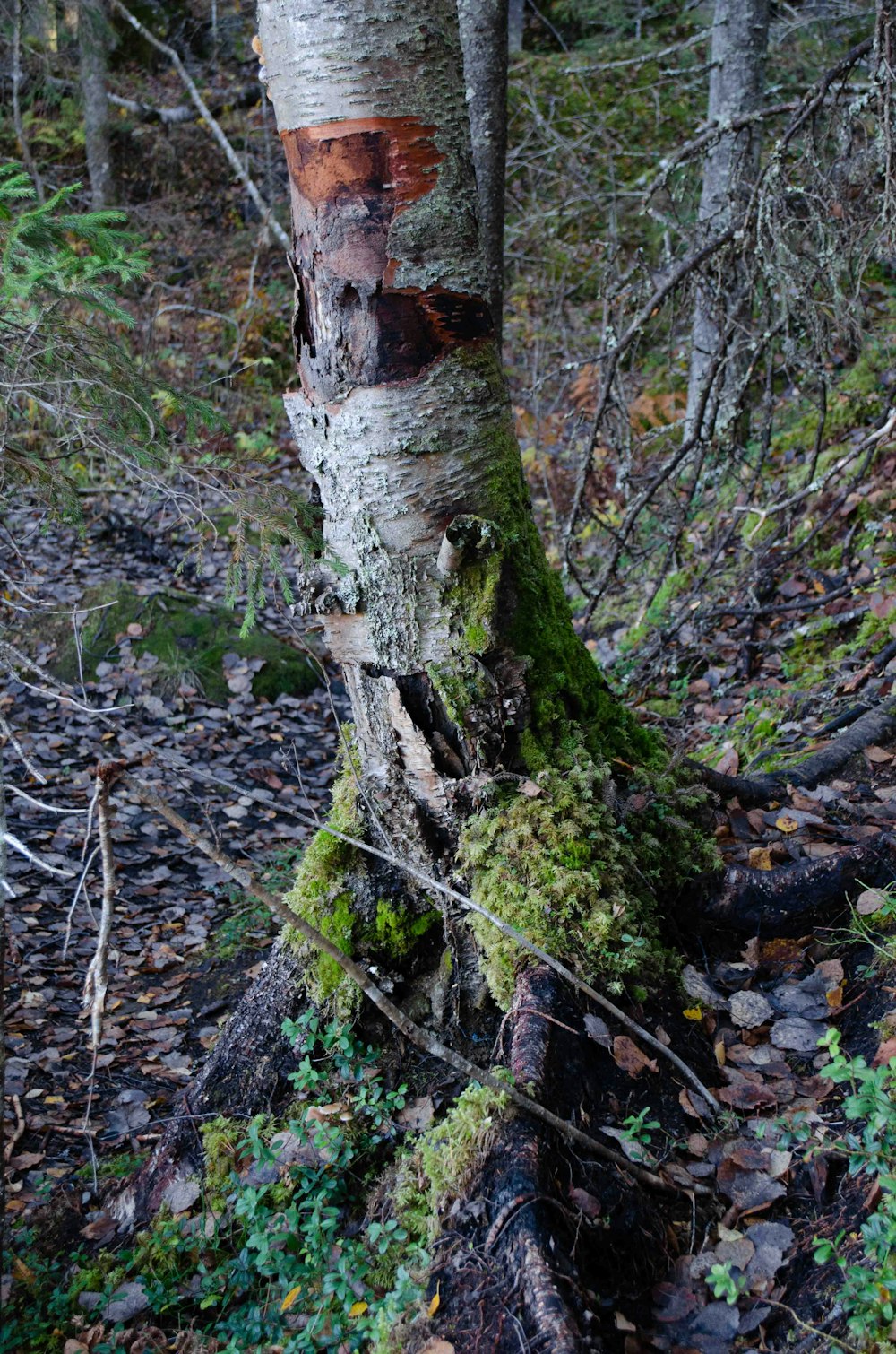 a tree trunk with a hole in it