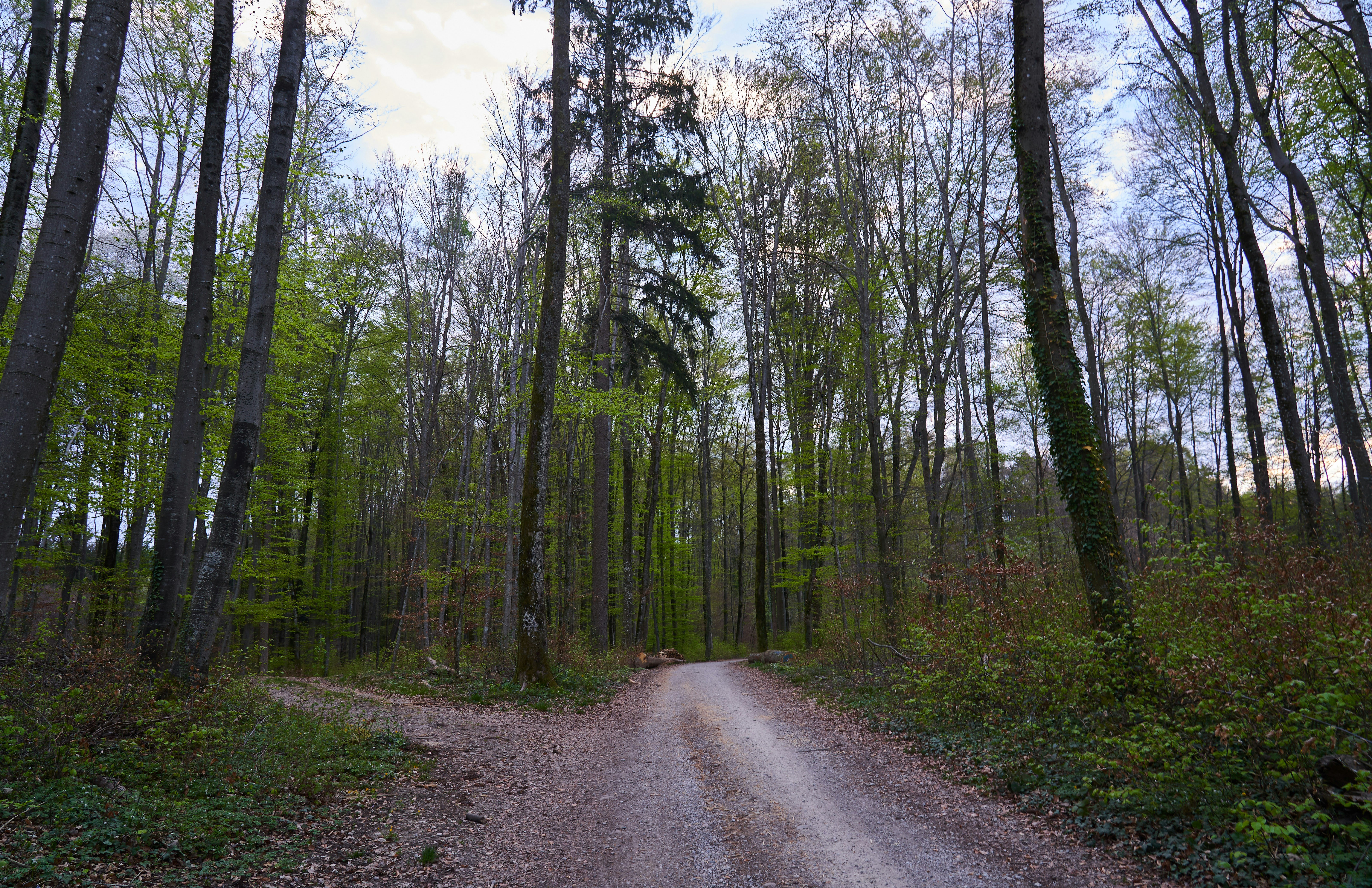 Photo by wolfgang_hasselmann