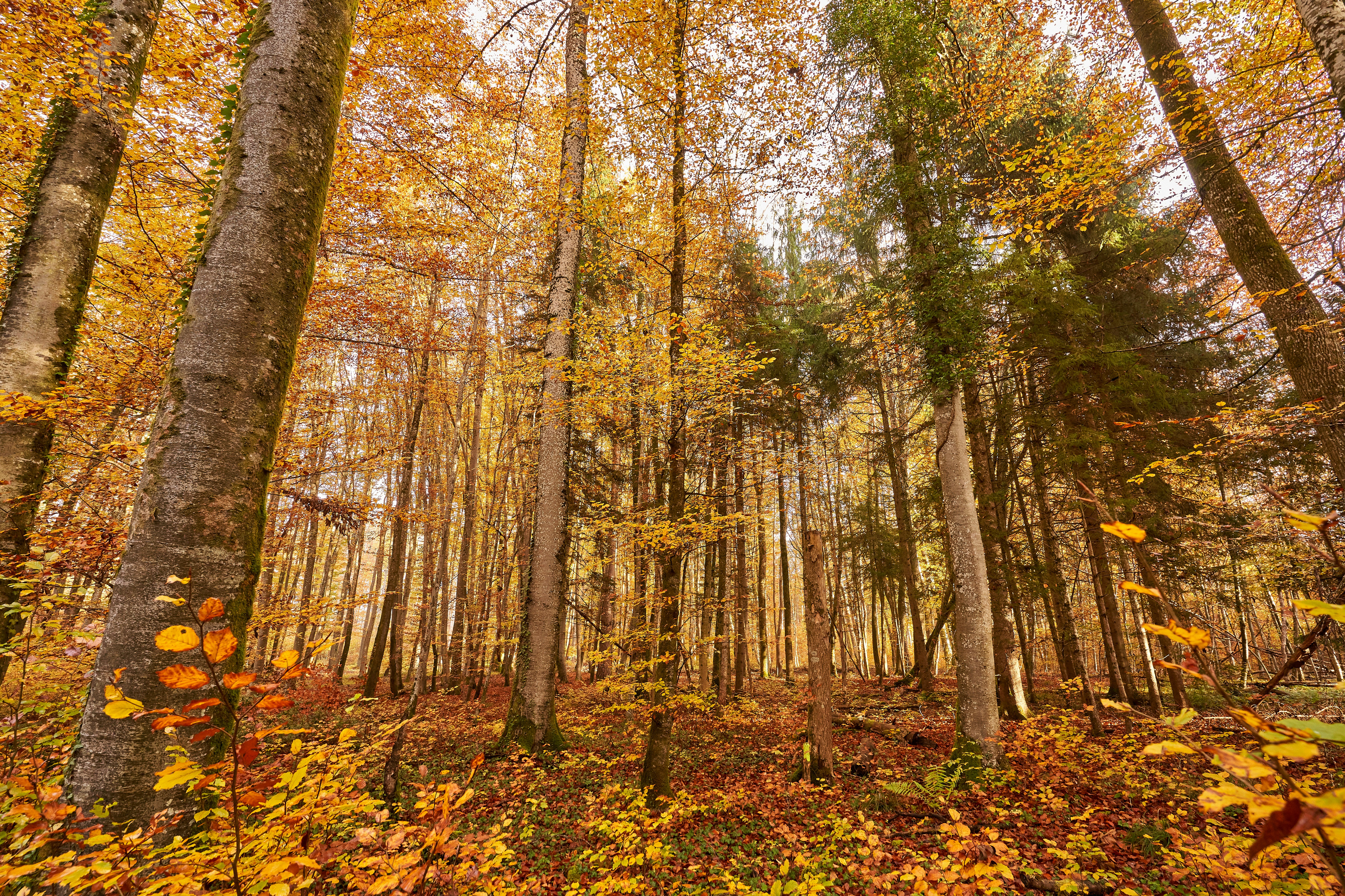 Photo by wolfgang_hasselmann