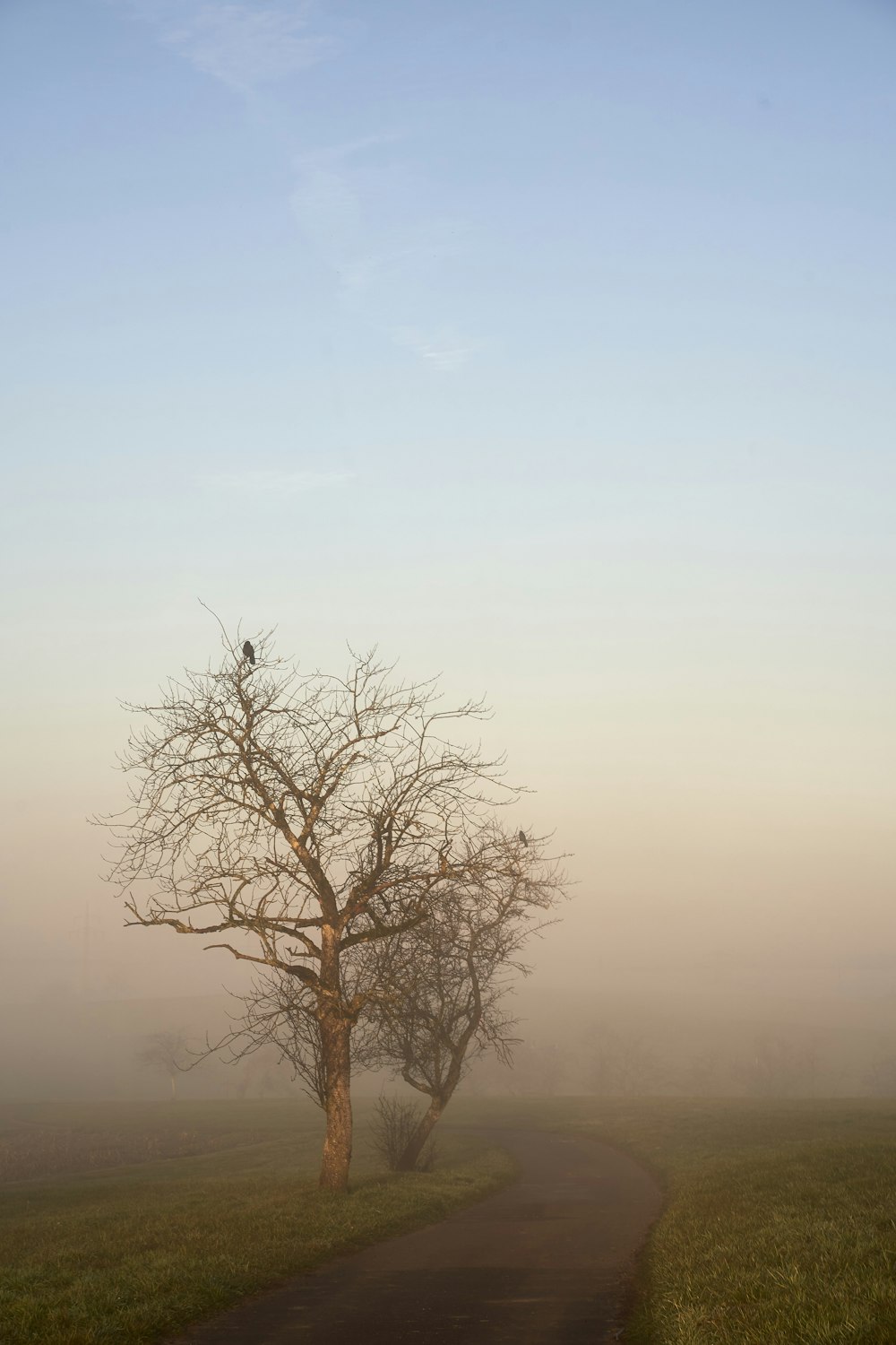 a tree on a foggy day