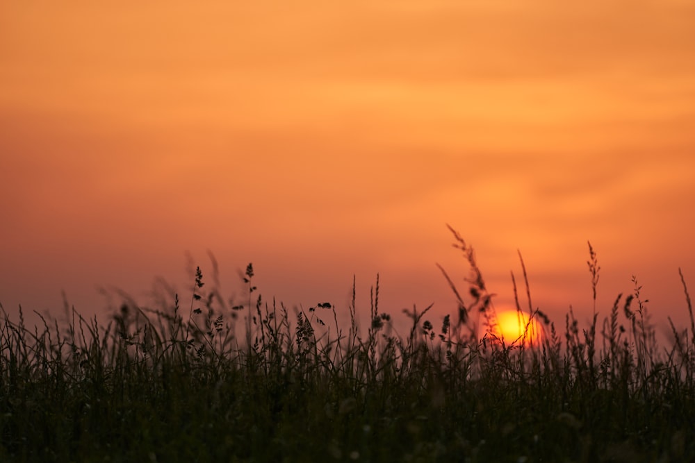 a field of grass with the sun setting in the background