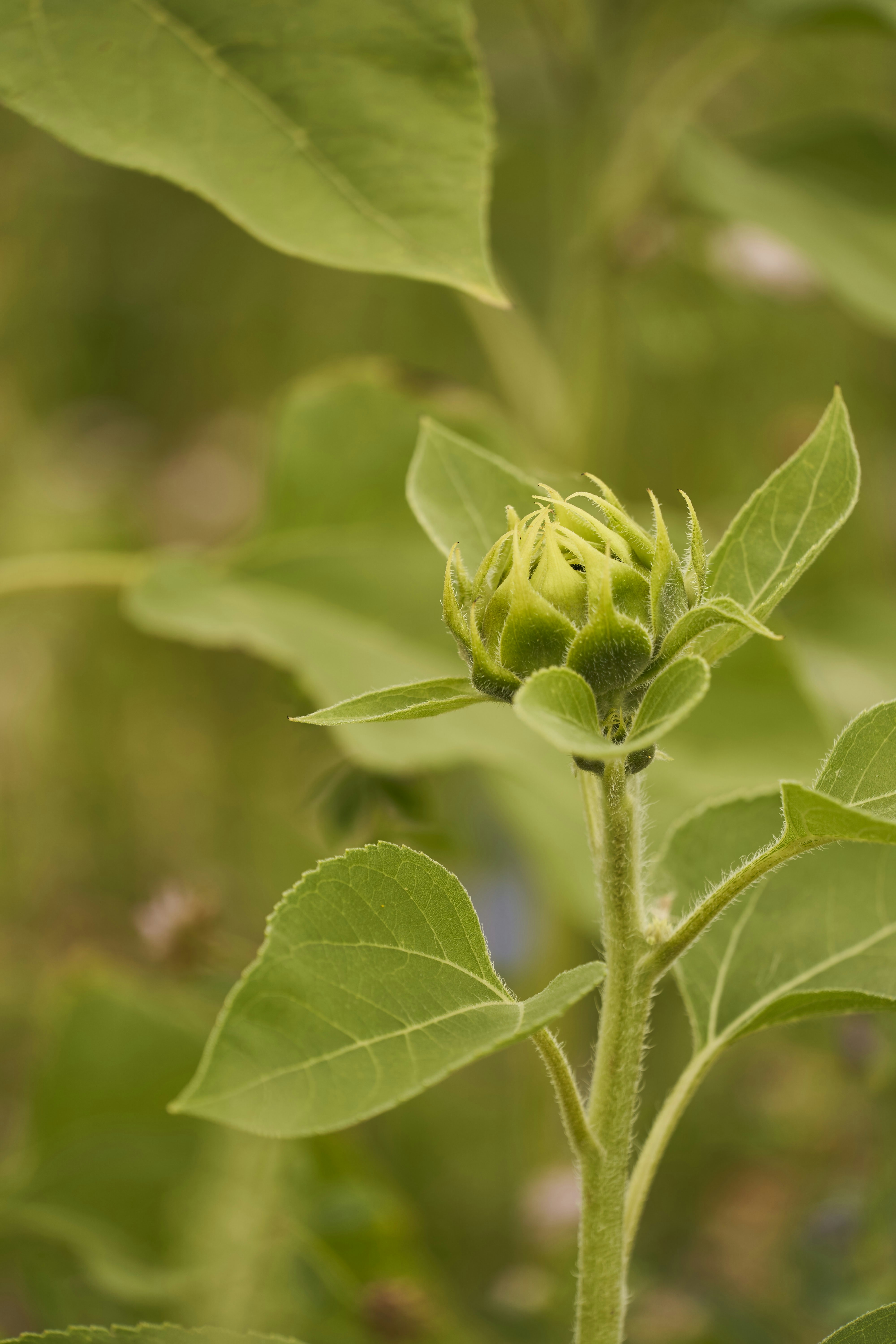 Photo by wolfgang_hasselmann