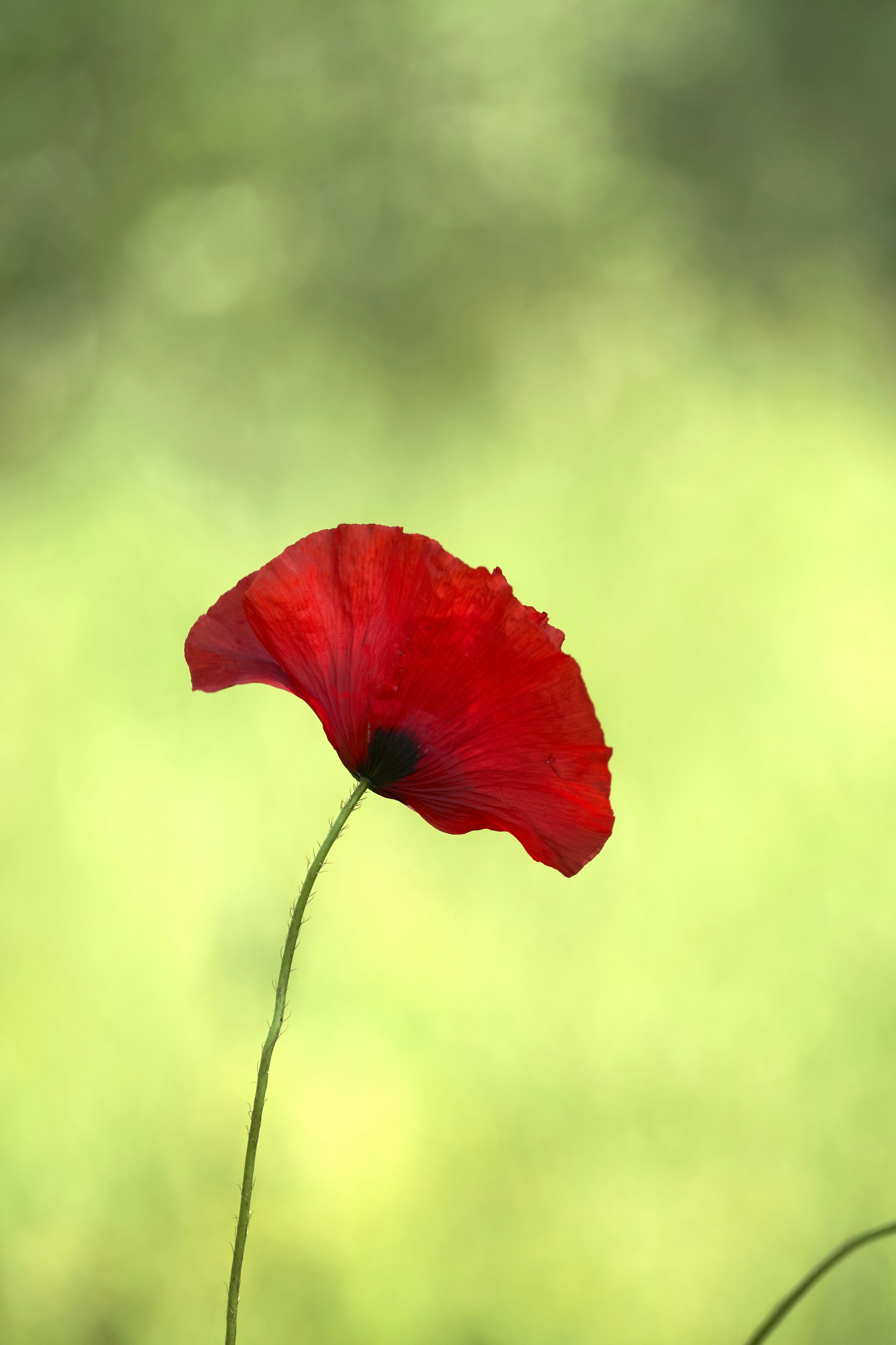 Photo by wolfgang_hasselmann