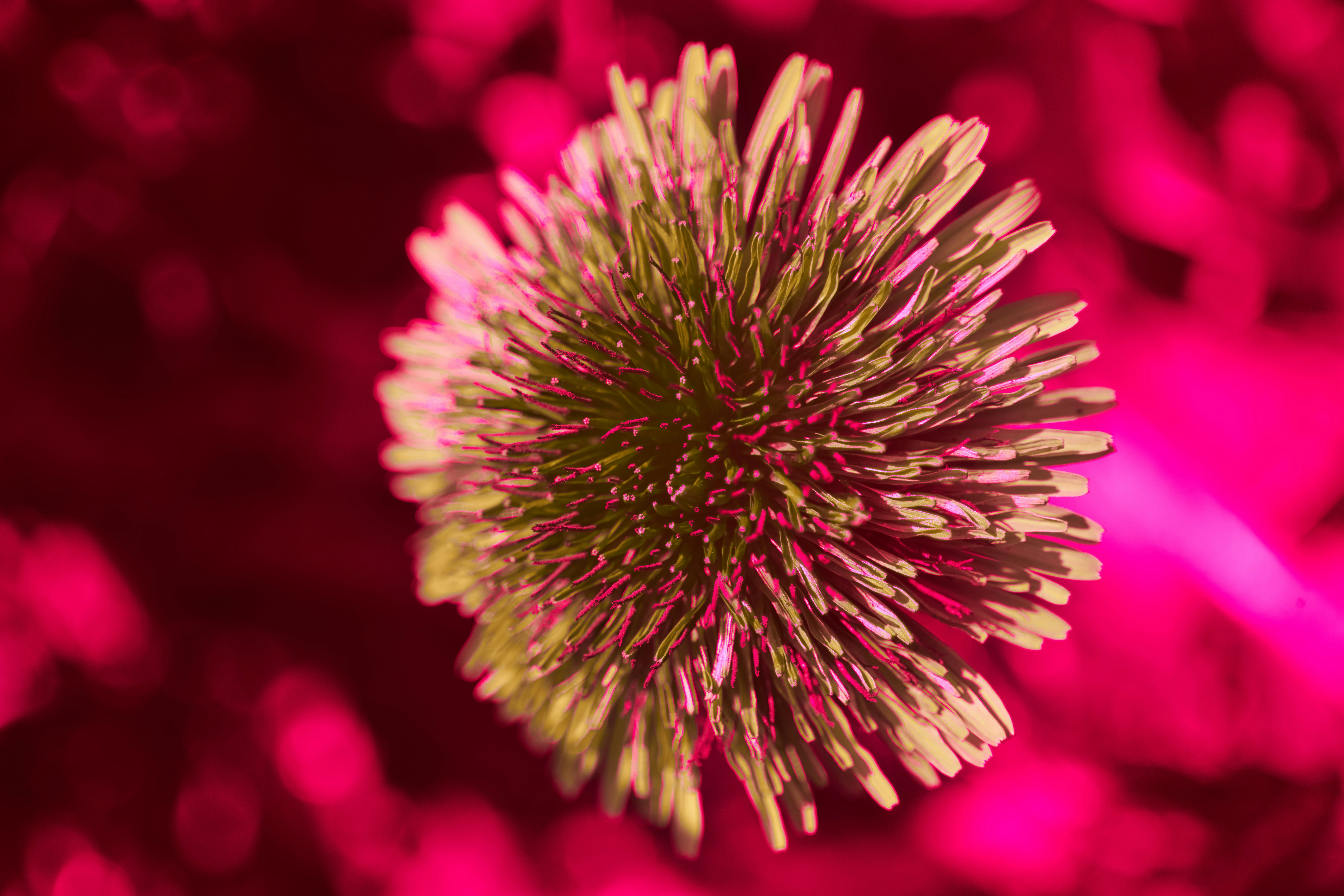 Photo by wolfgang_hasselmann