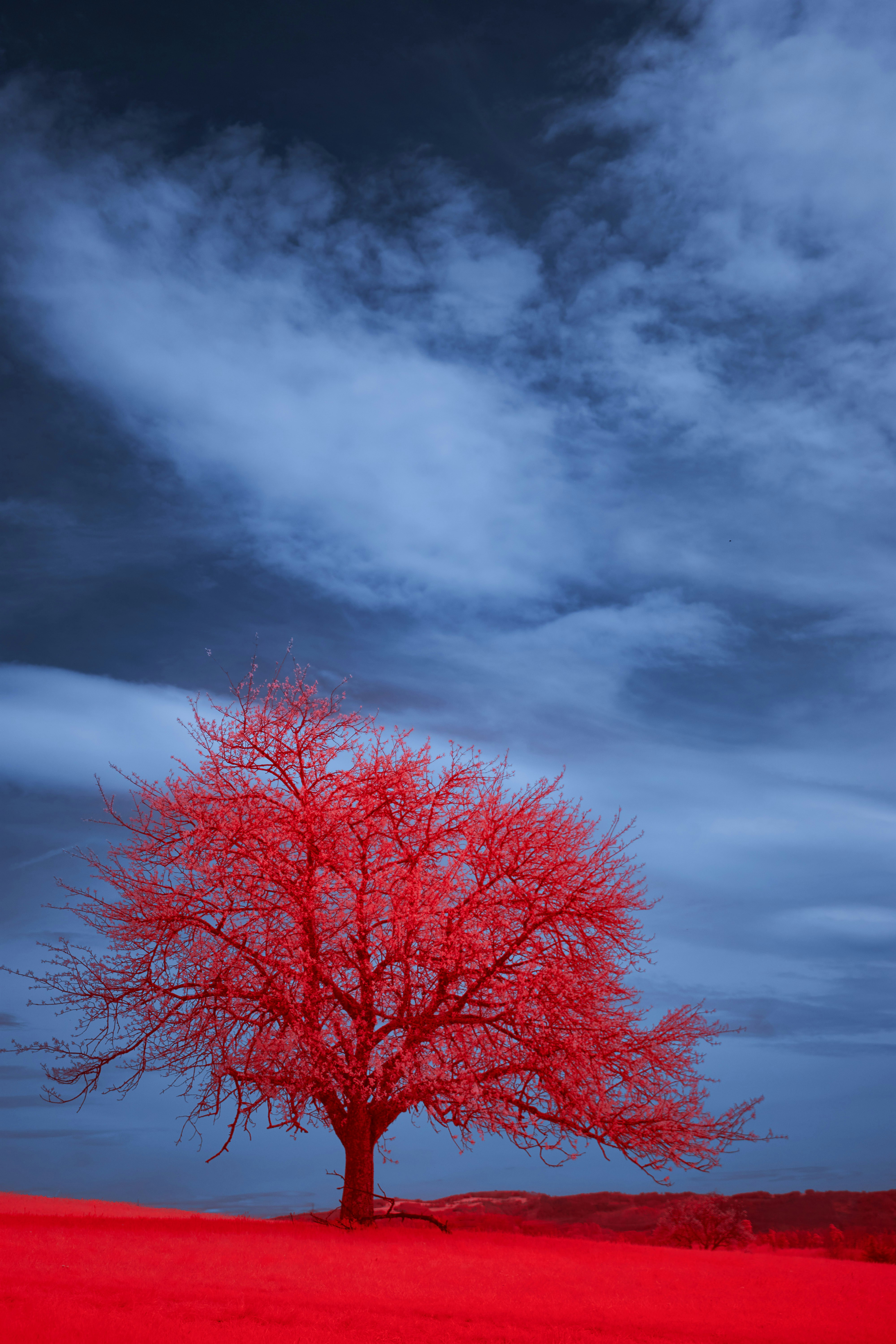 Photo by wolfgang_hasselmann