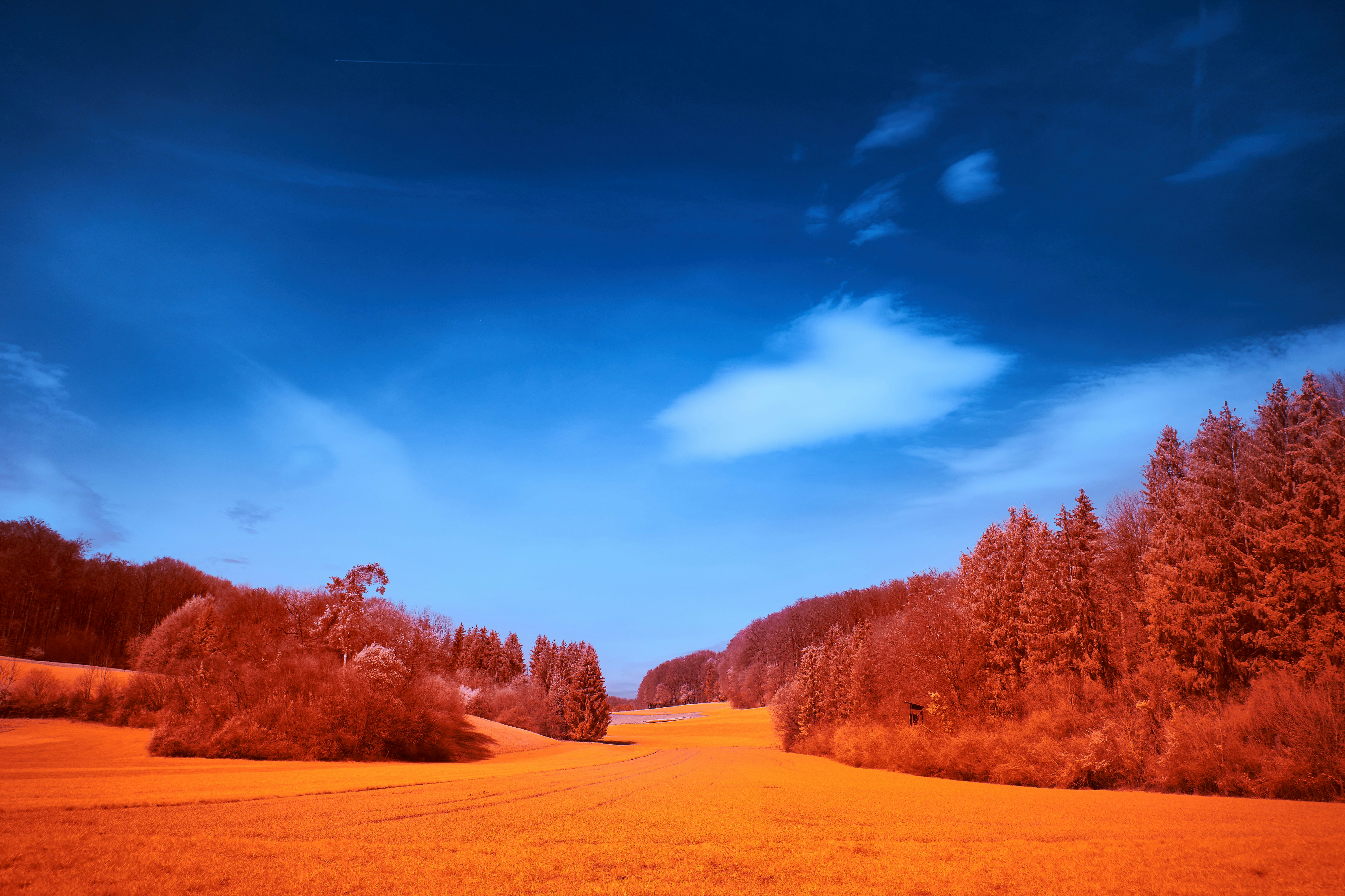 Photo by wolfgang_hasselmann