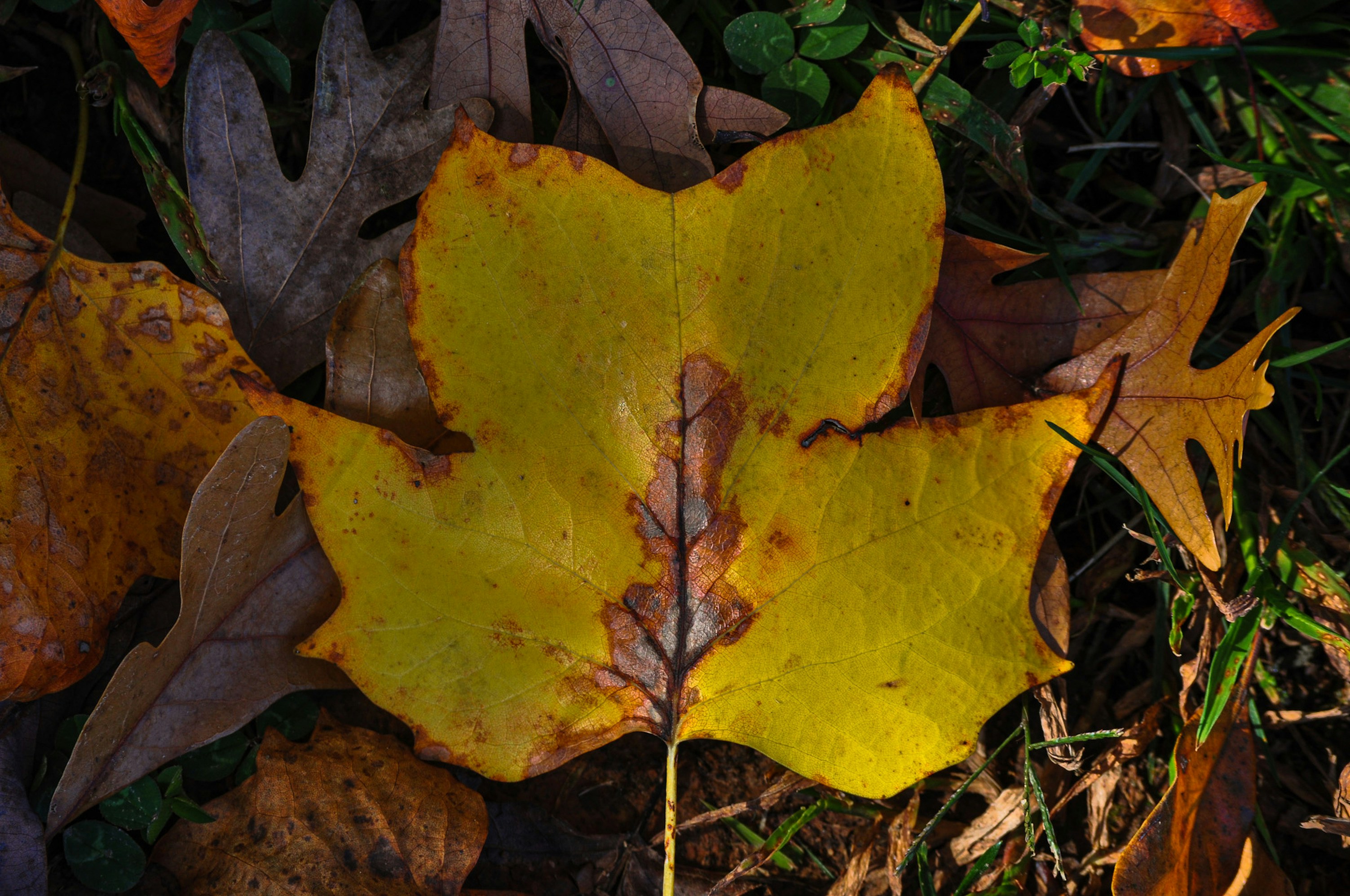 Photo by izabelahimes