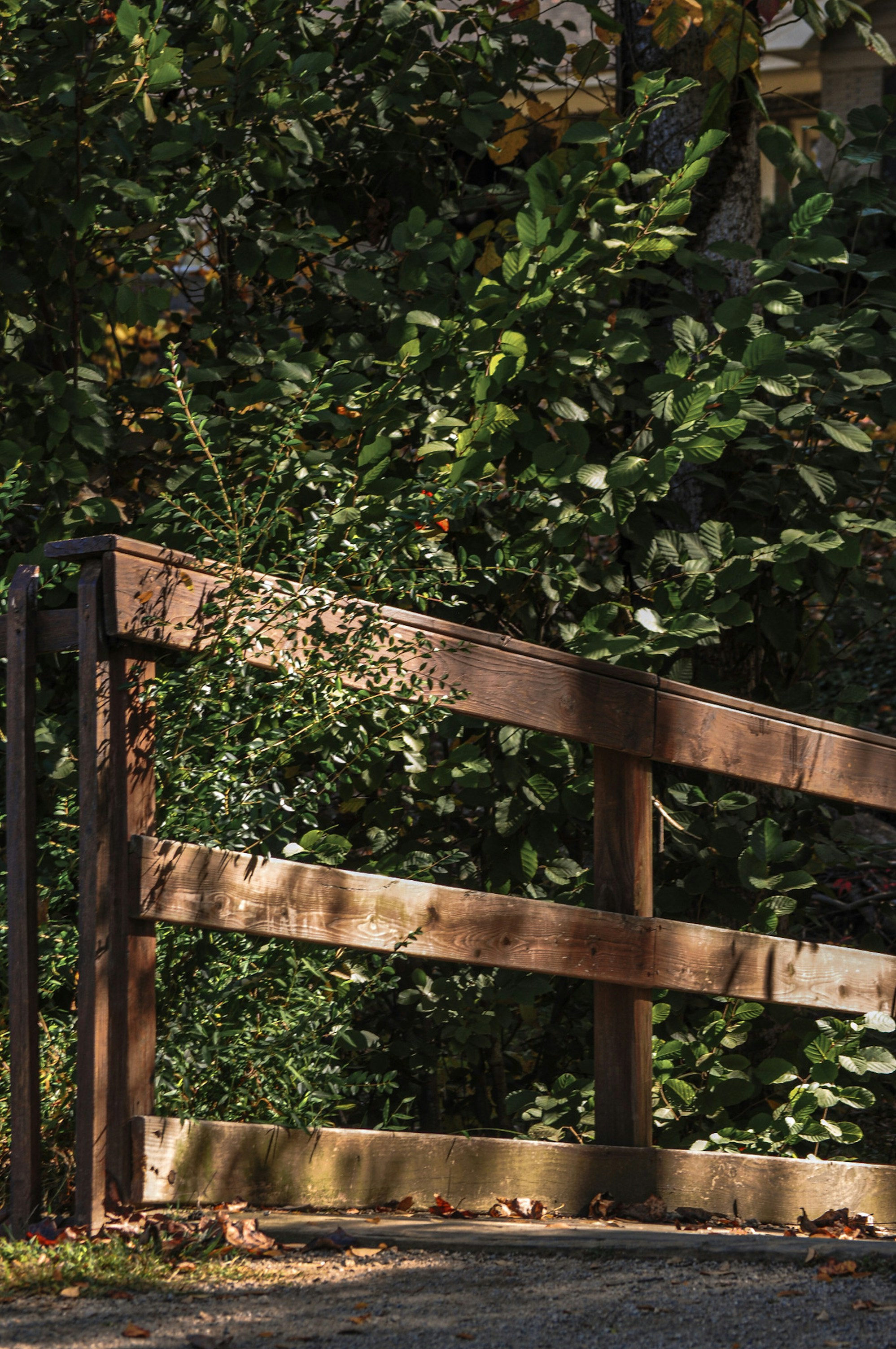 Photo by izabelahimes