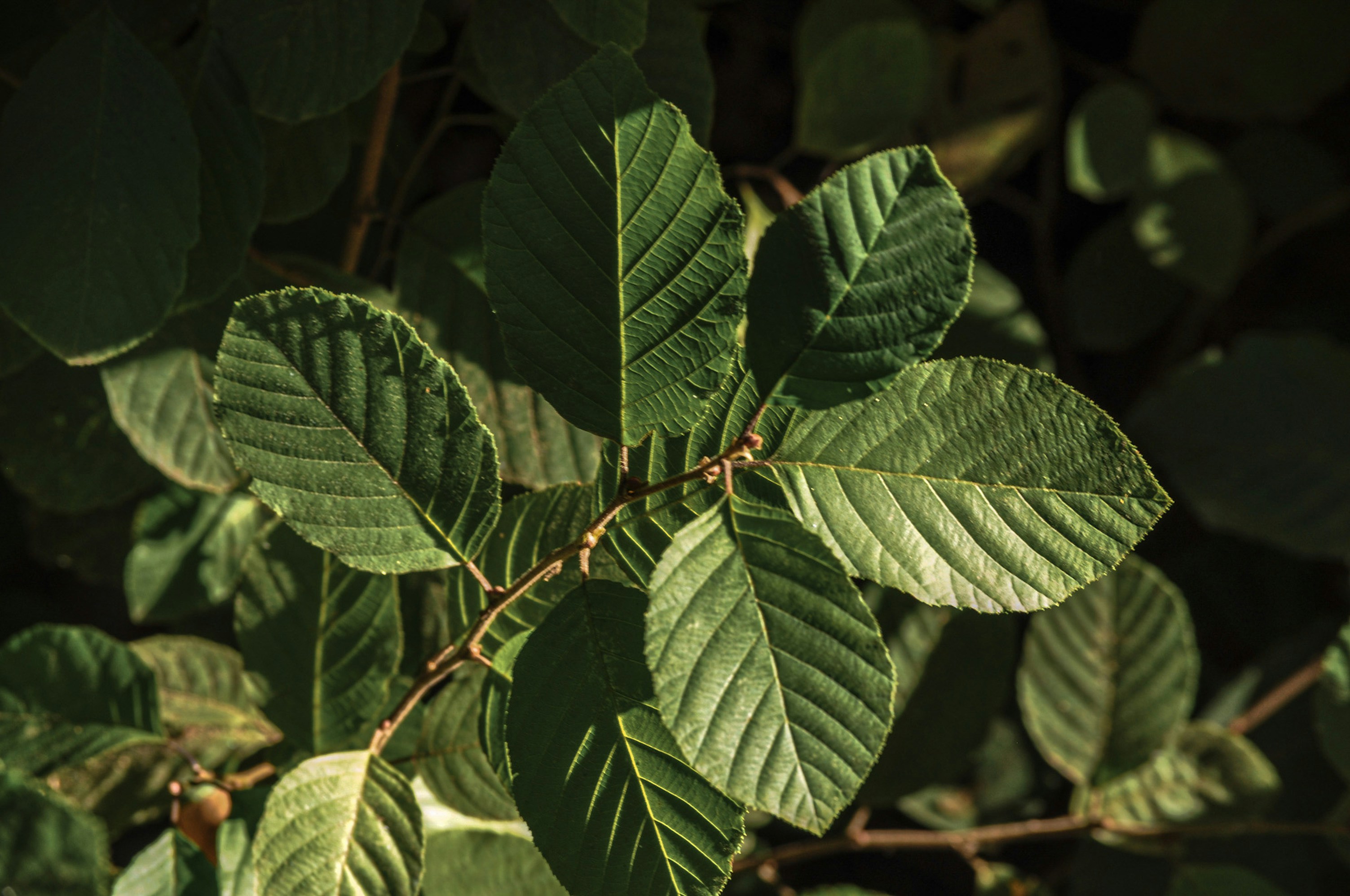 Photo by izabelahimes