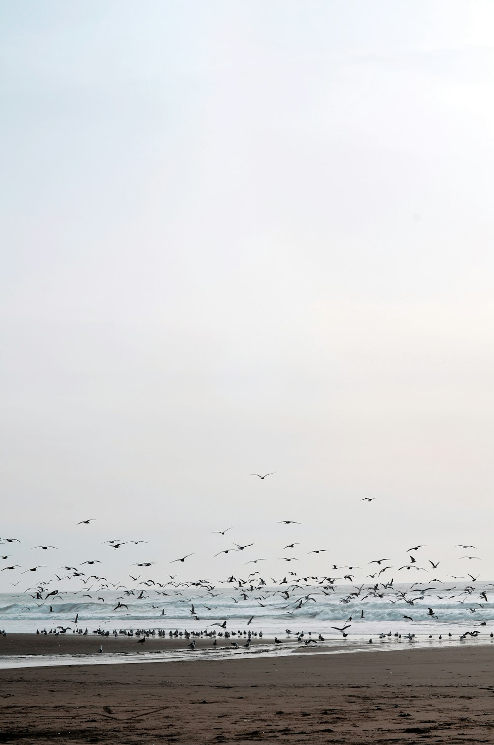 a flock of birds flying over a beach