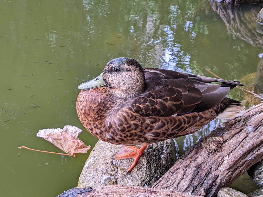 a duck on a log by water