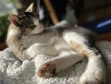 A playful cat basking in a patch of warm sunshine on a black and blue blanket.