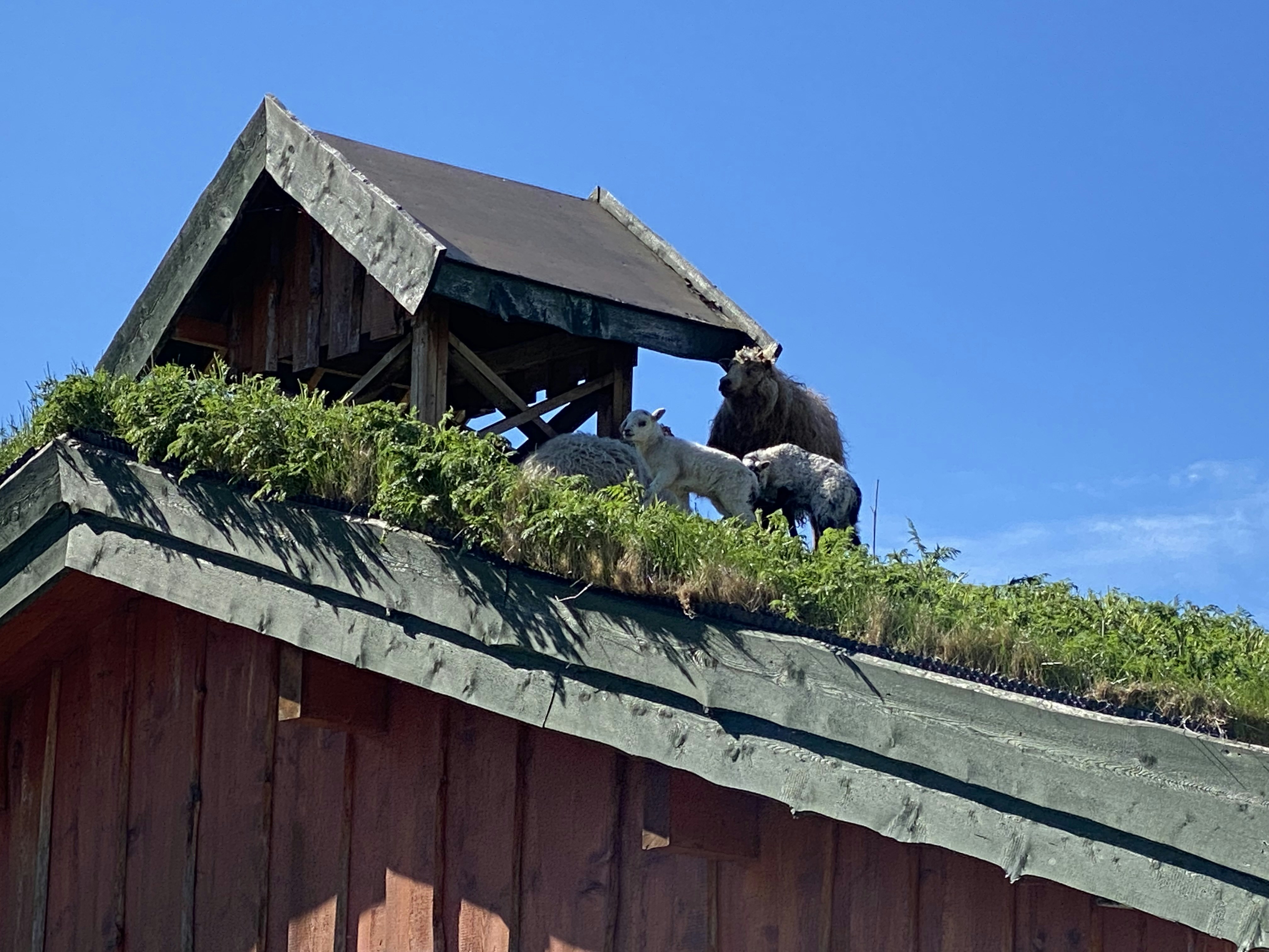 a group of goats on a roof