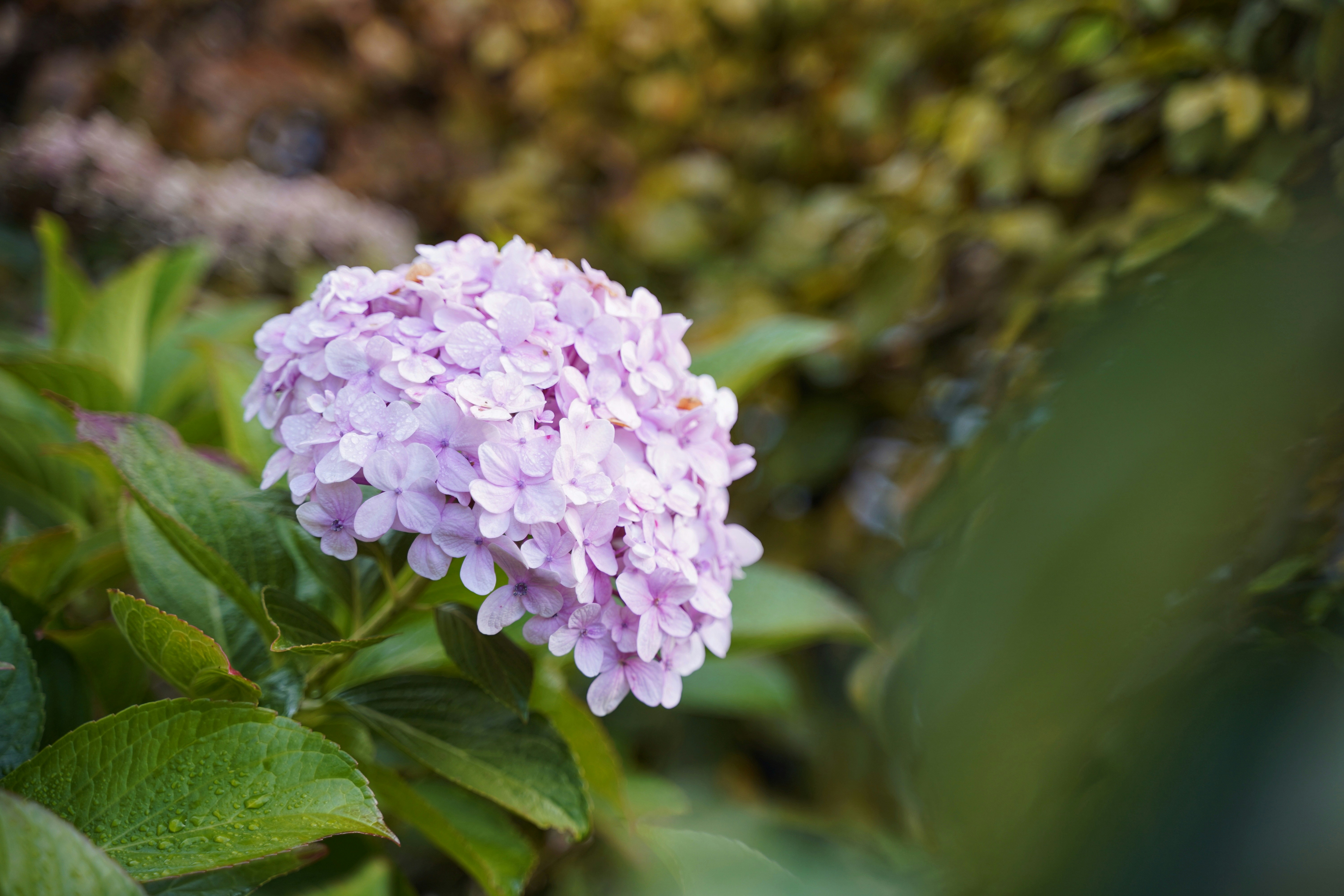 Photo by kuhantilope