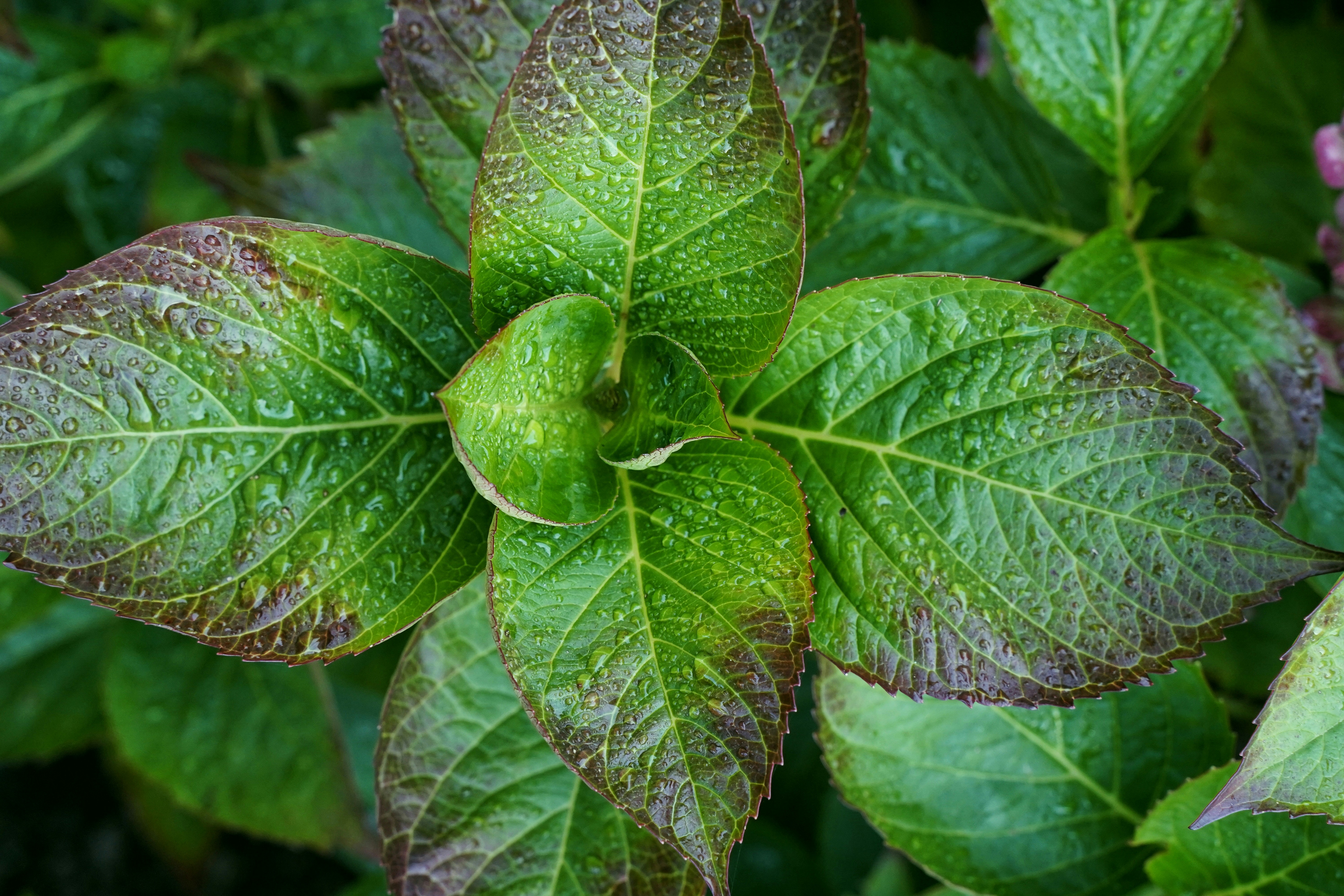 Photo by kuhantilope