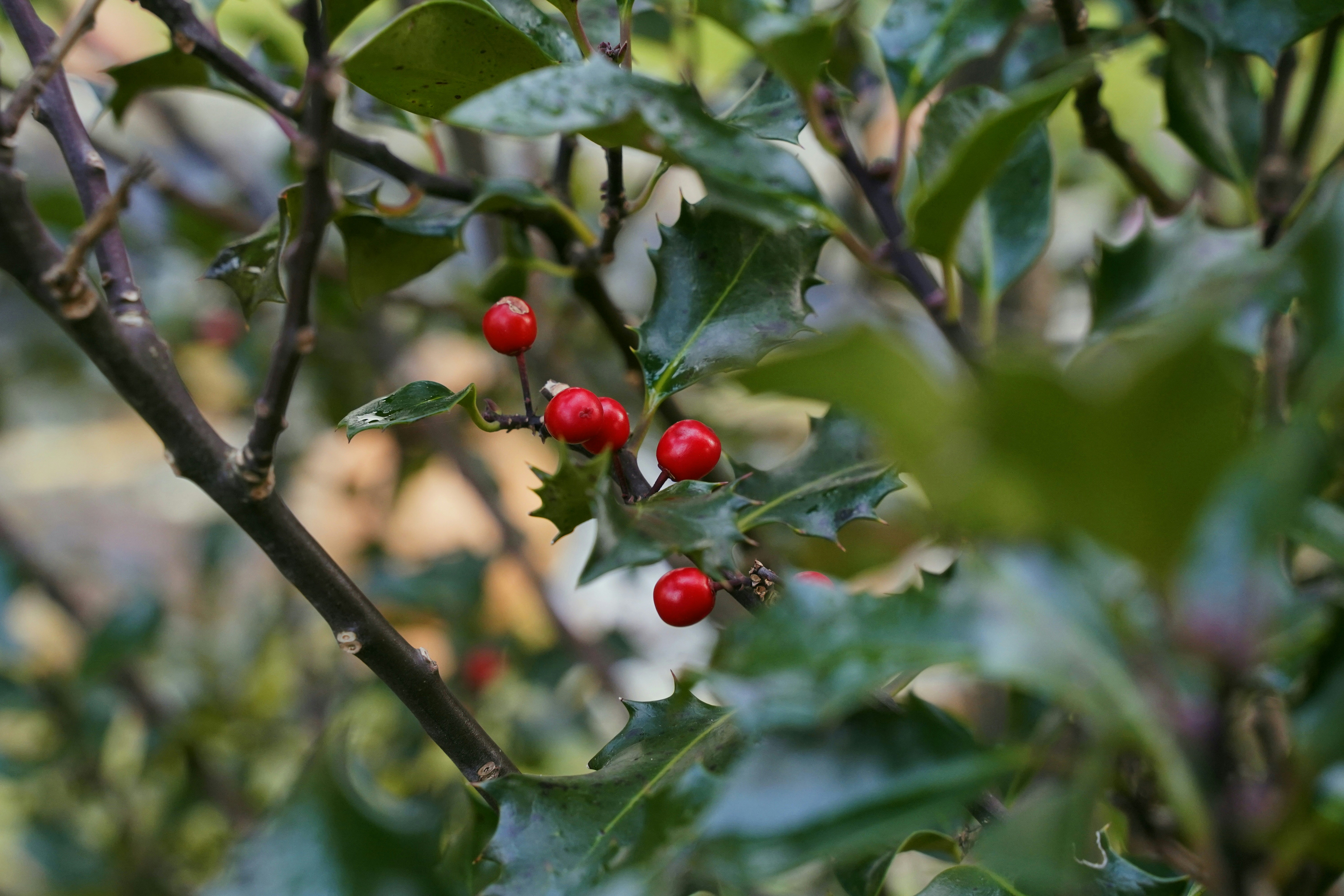 Photo by kuhantilope