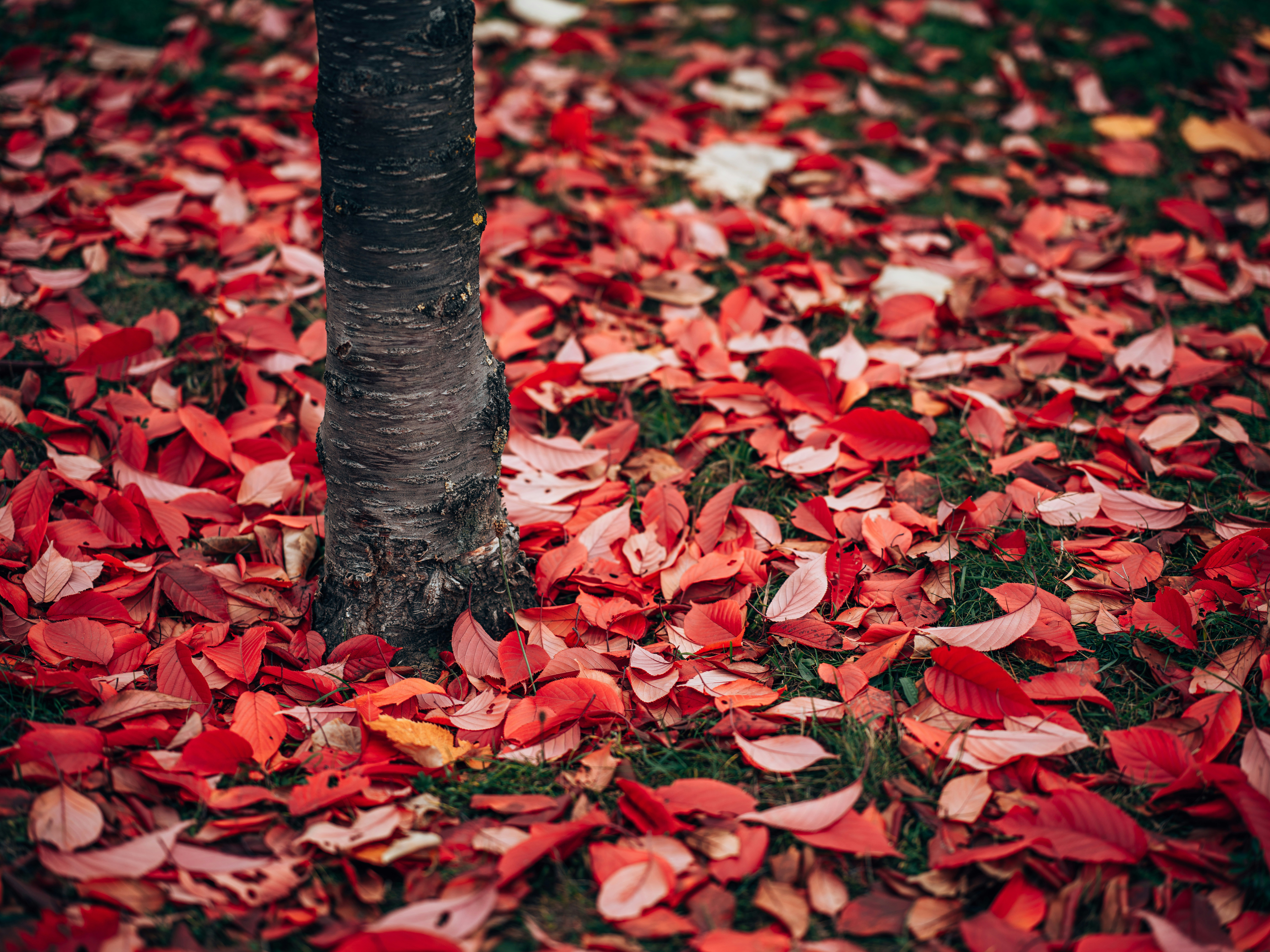 Photo by egorkomarov