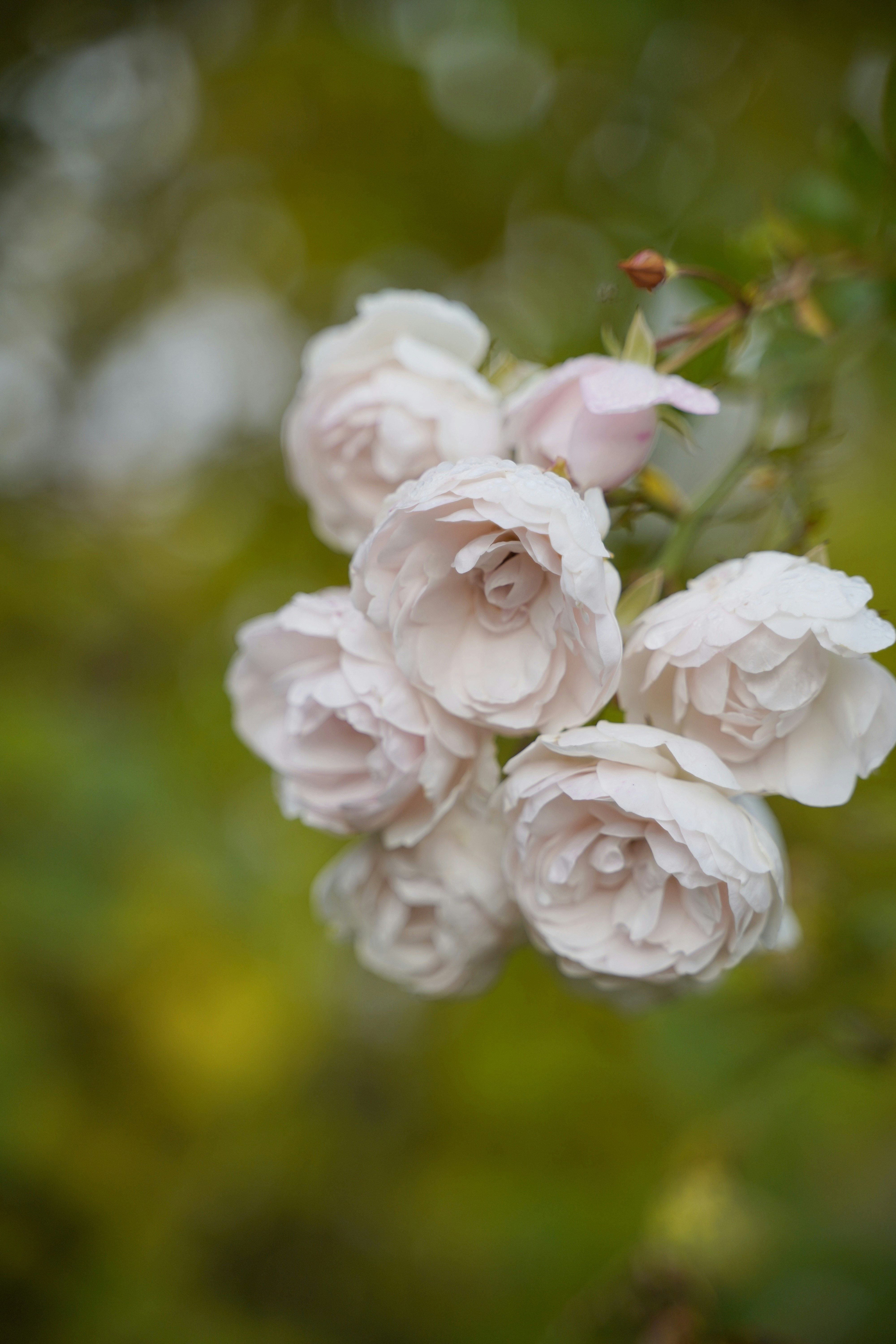 Photo by kuhantilope