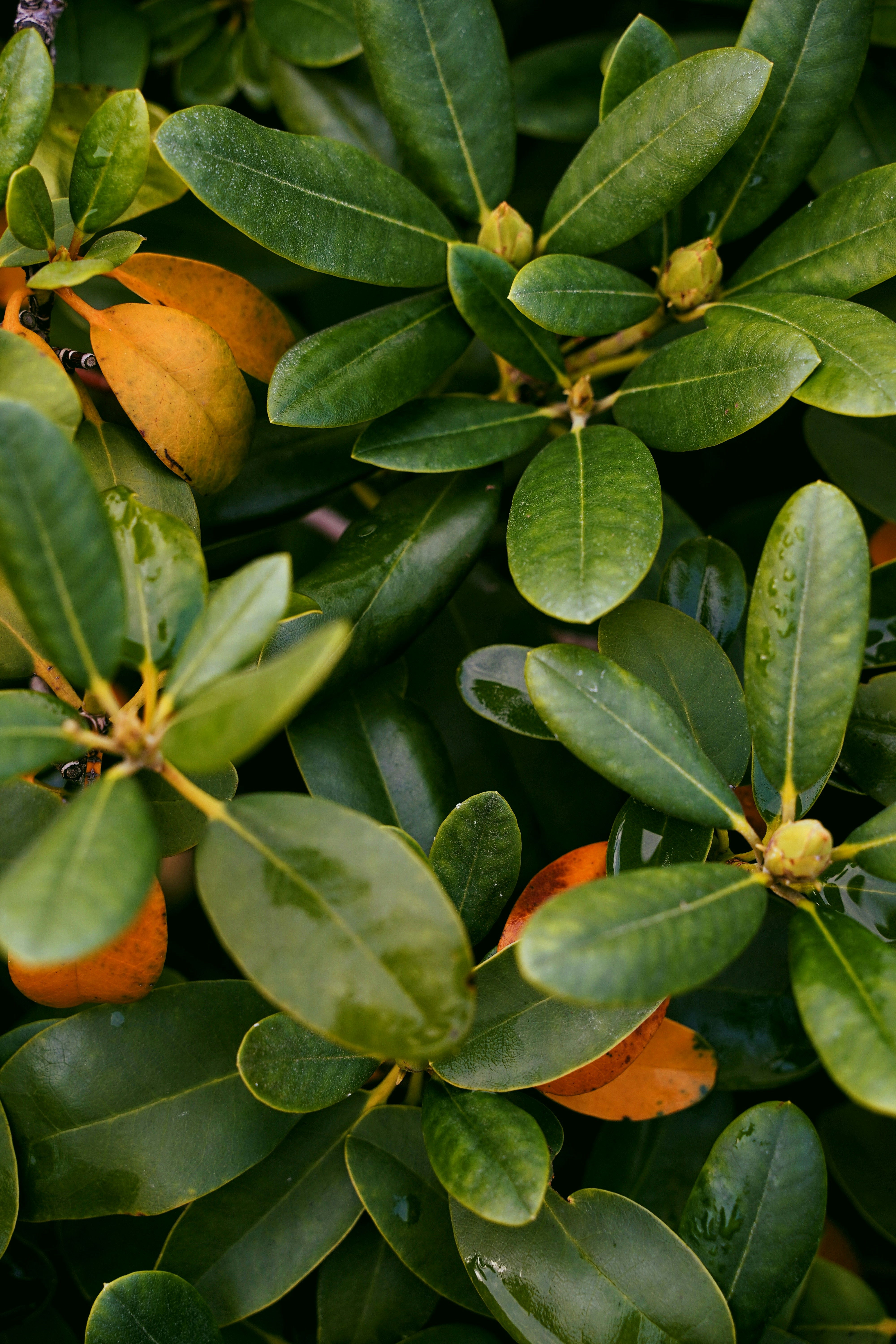 Photo by kuhantilope