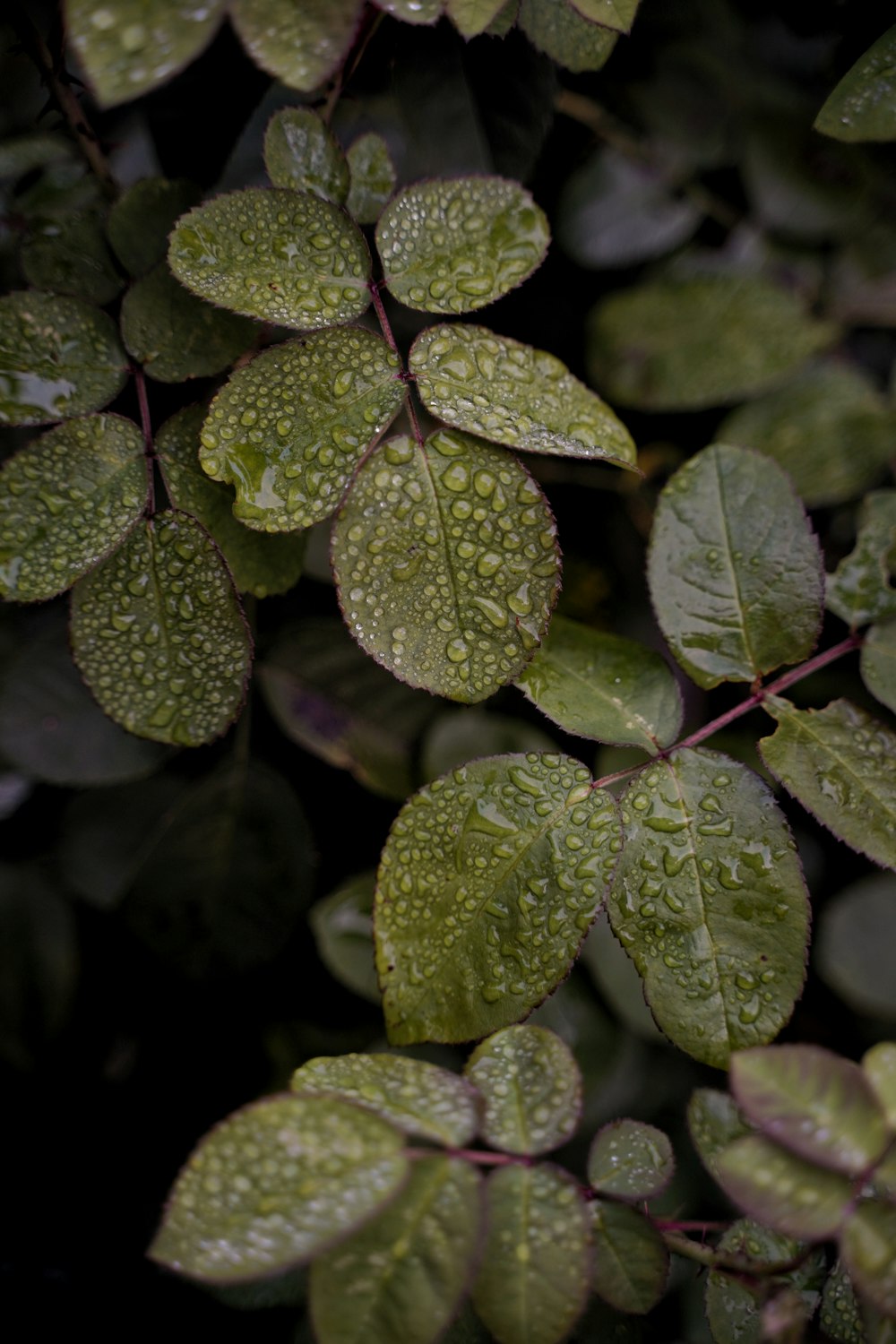 a close up of a plant