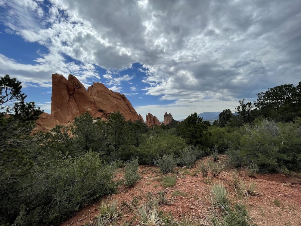 a landscape with trees and rocks