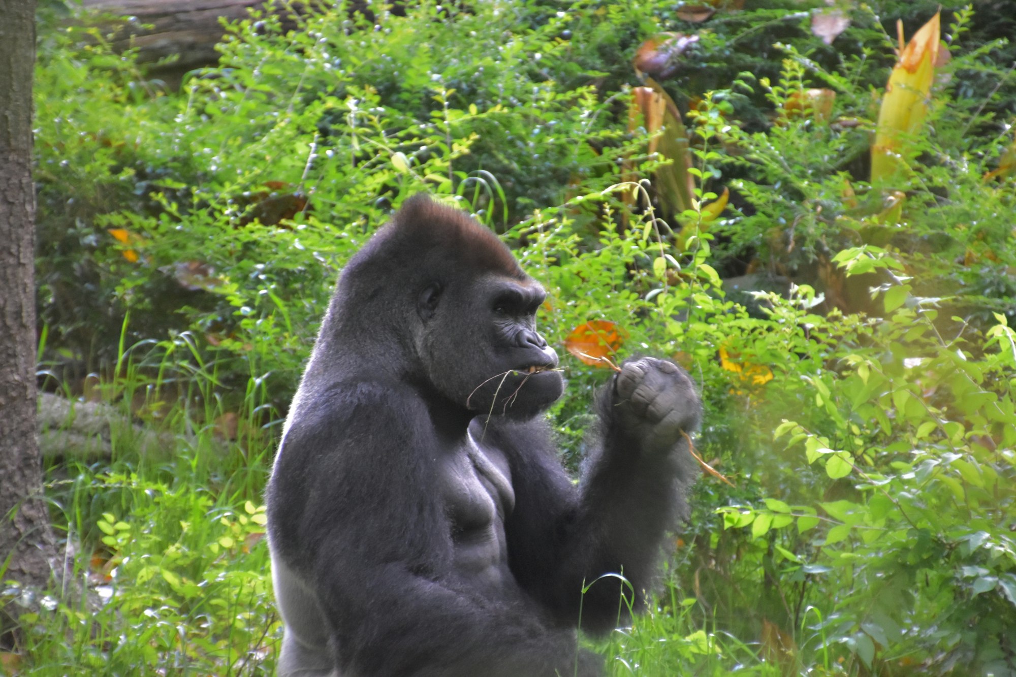 a gorilla eating a flower